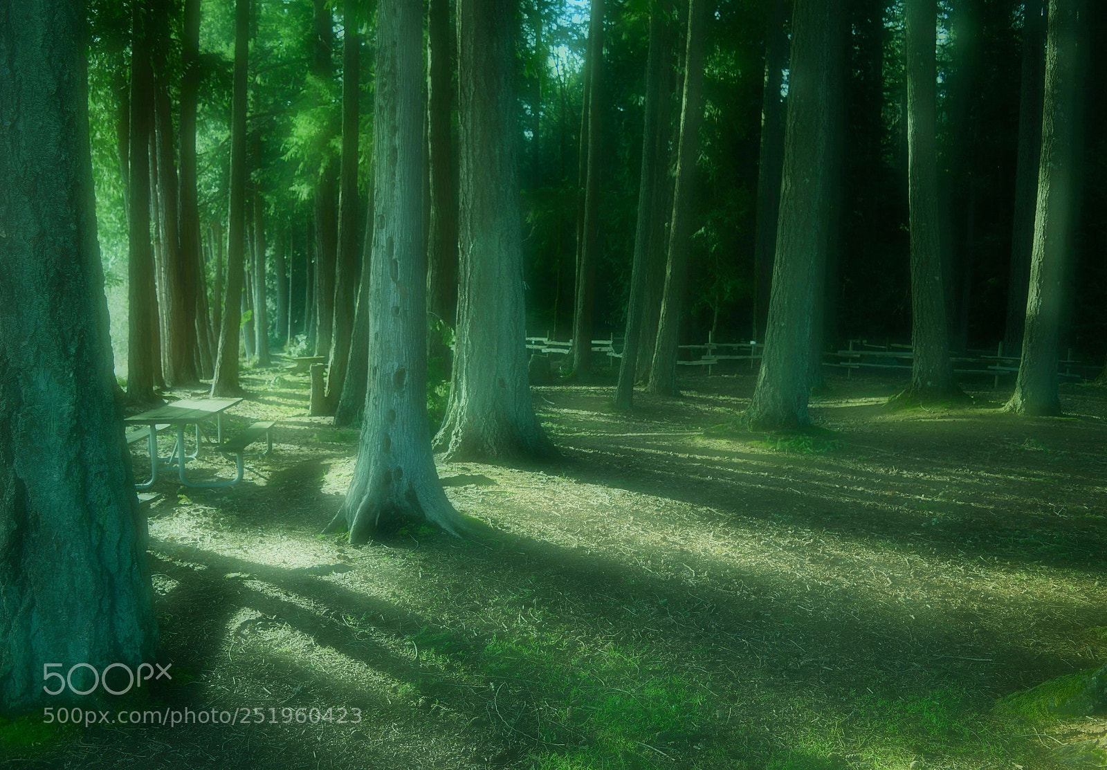 Nikon D3300 sample photo. Forest walk as sunlight photography