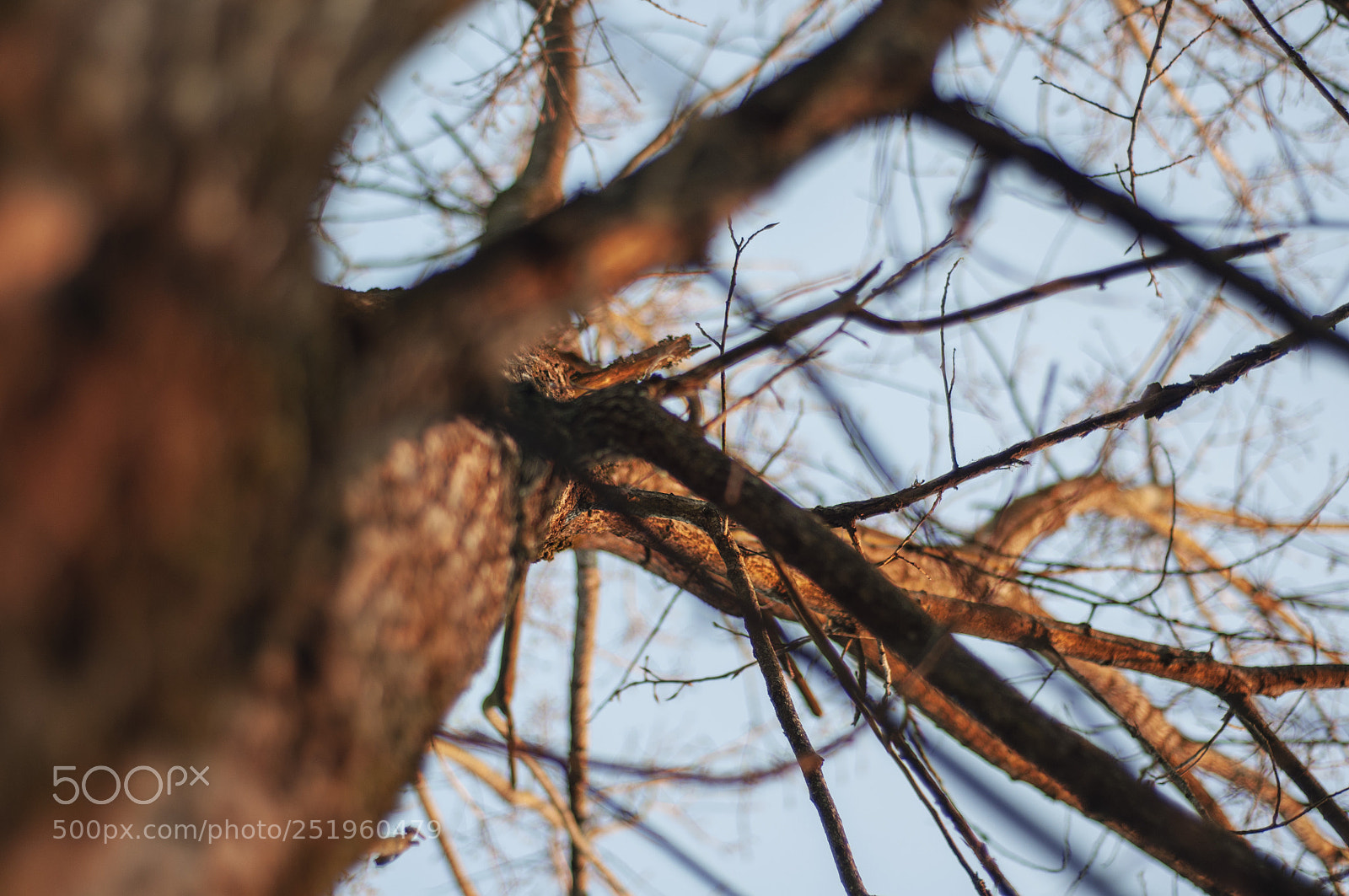 Nikon D90 sample photo. Tree i photography