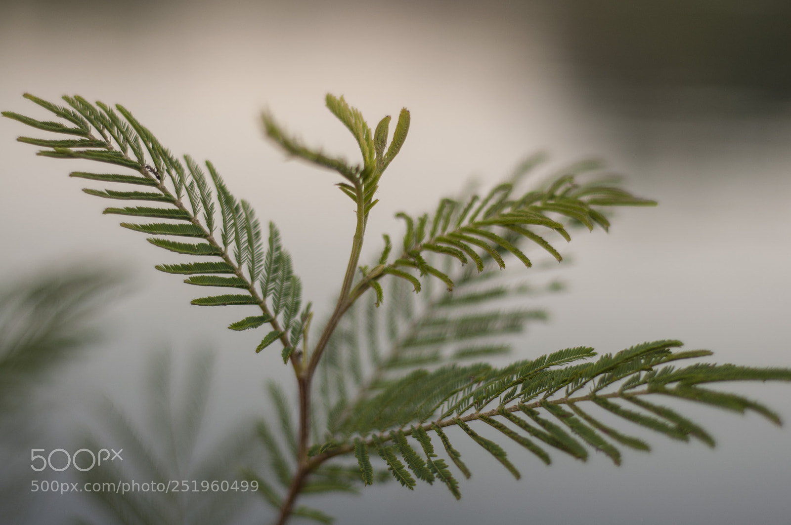Nikon D90 sample photo. Fern ii photography