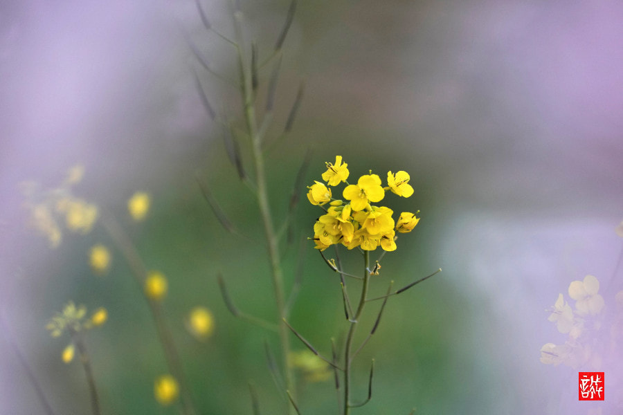 Sony FE 70-300mm F4.5-5.6 G OSS sample photo. Rape blossoms 0402 photography