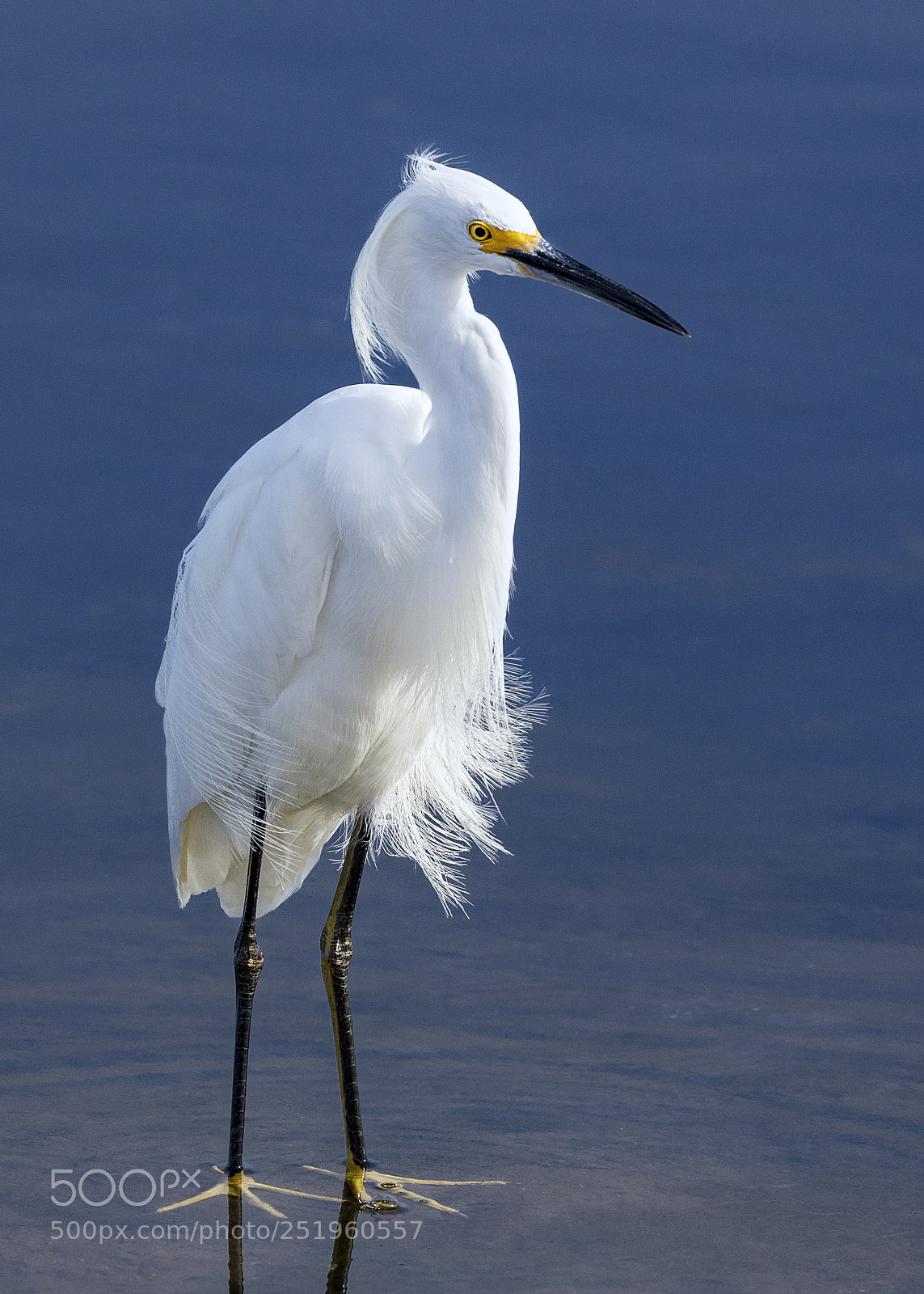 Canon EOS 5DS sample photo. Snowy egret in the photography
