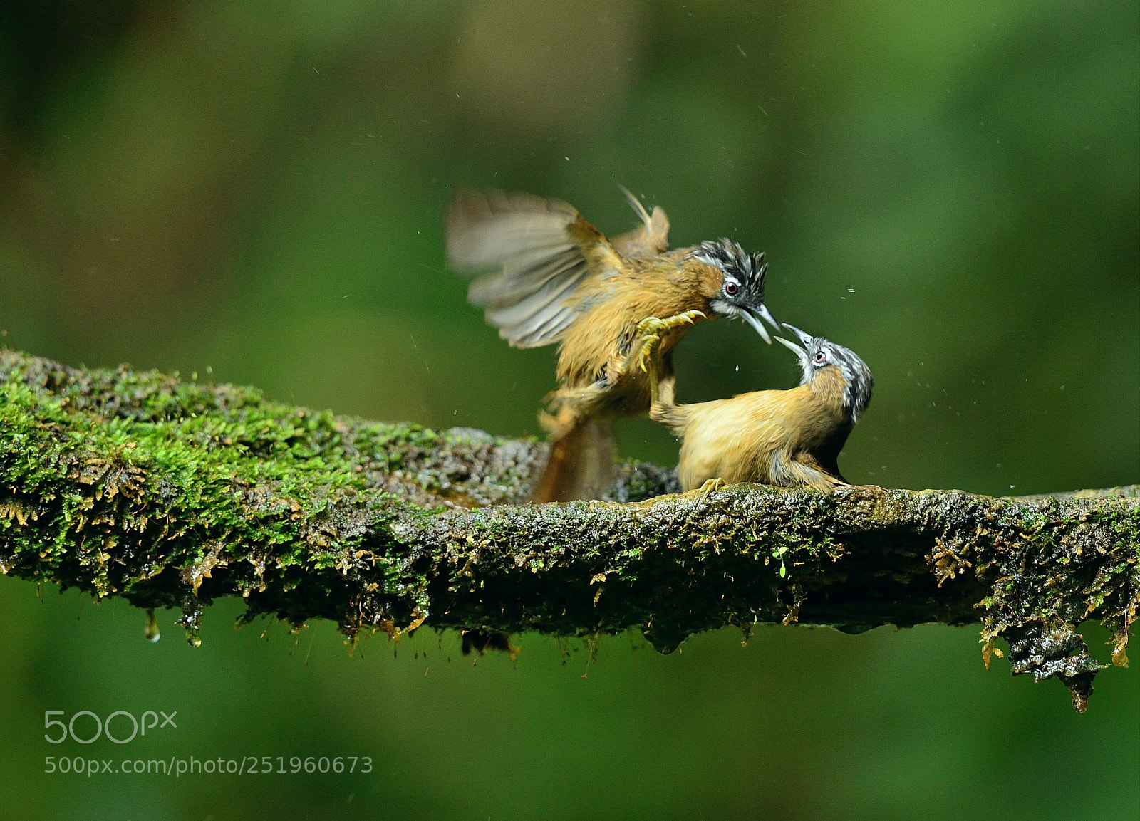 Nikon D4 sample photo. Stachyris nigriceps photography