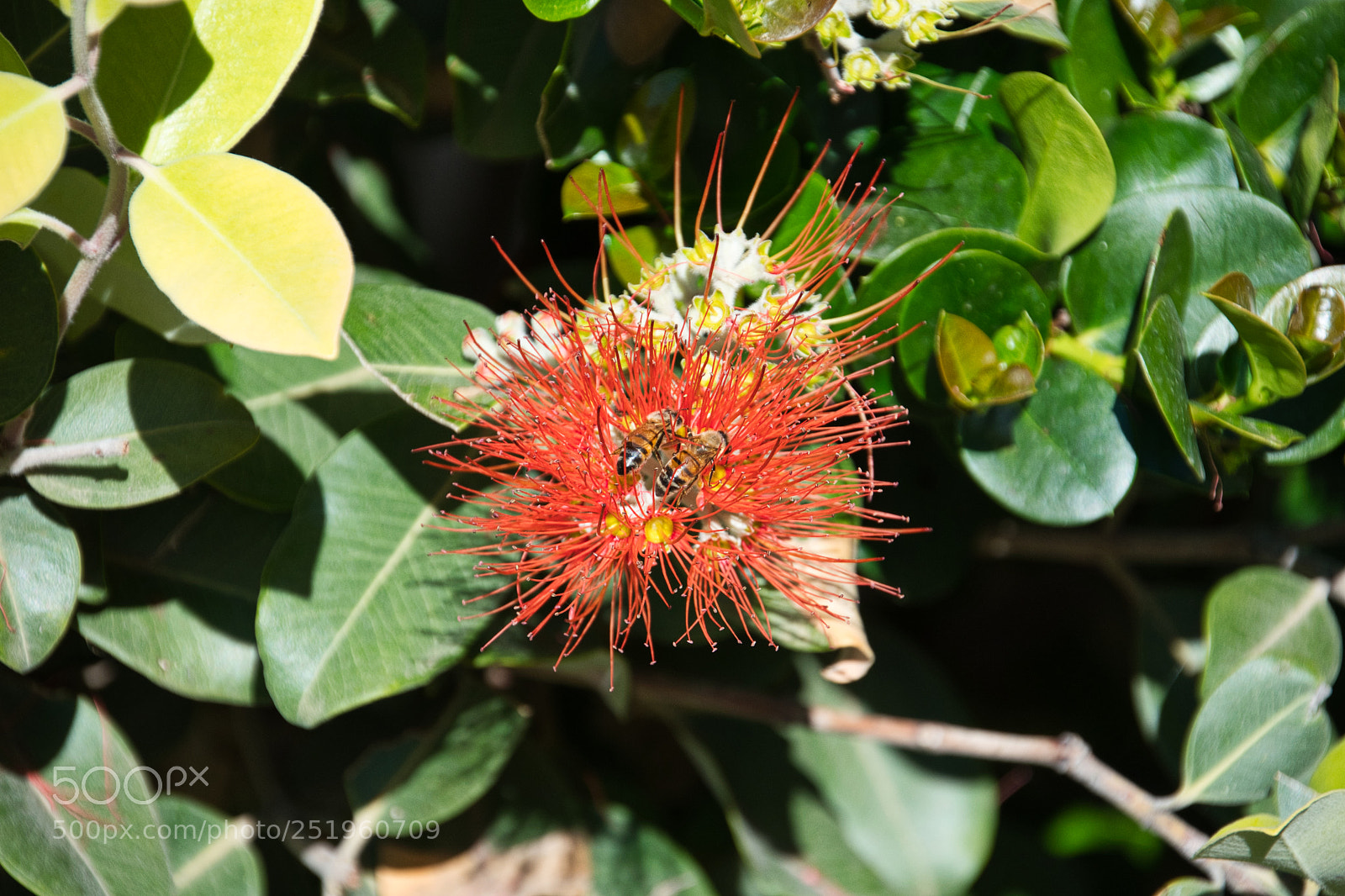 Nikon D500 sample photo. Double trouble photography
