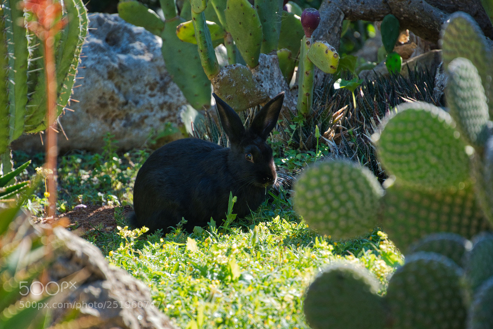 Nikon D500 sample photo. Shadow in the shadow photography
