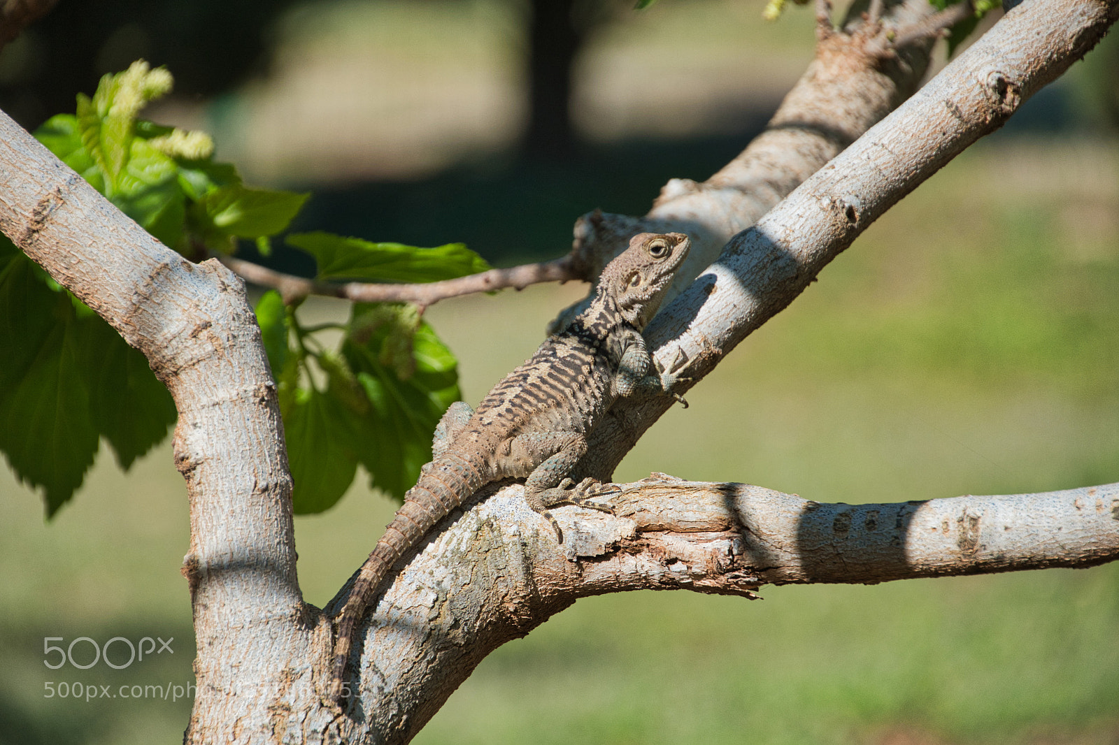 Nikon D500 sample photo. Resting photography