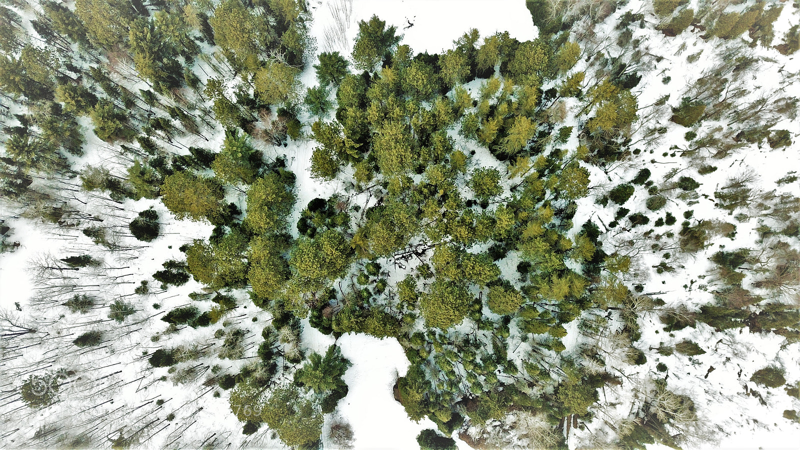 DJI FC220 sample photo. Green trees photography
