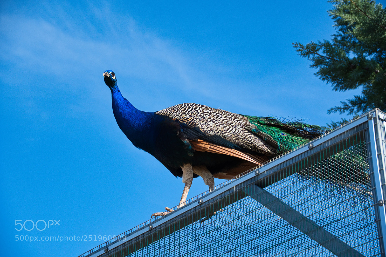 Nikon D500 sample photo. It's not supposed to photography