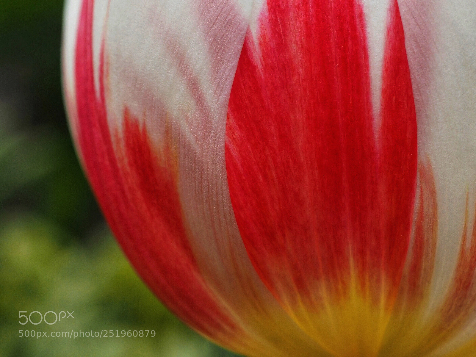 Olympus OM-D E-M1 sample photo. The tulip photography