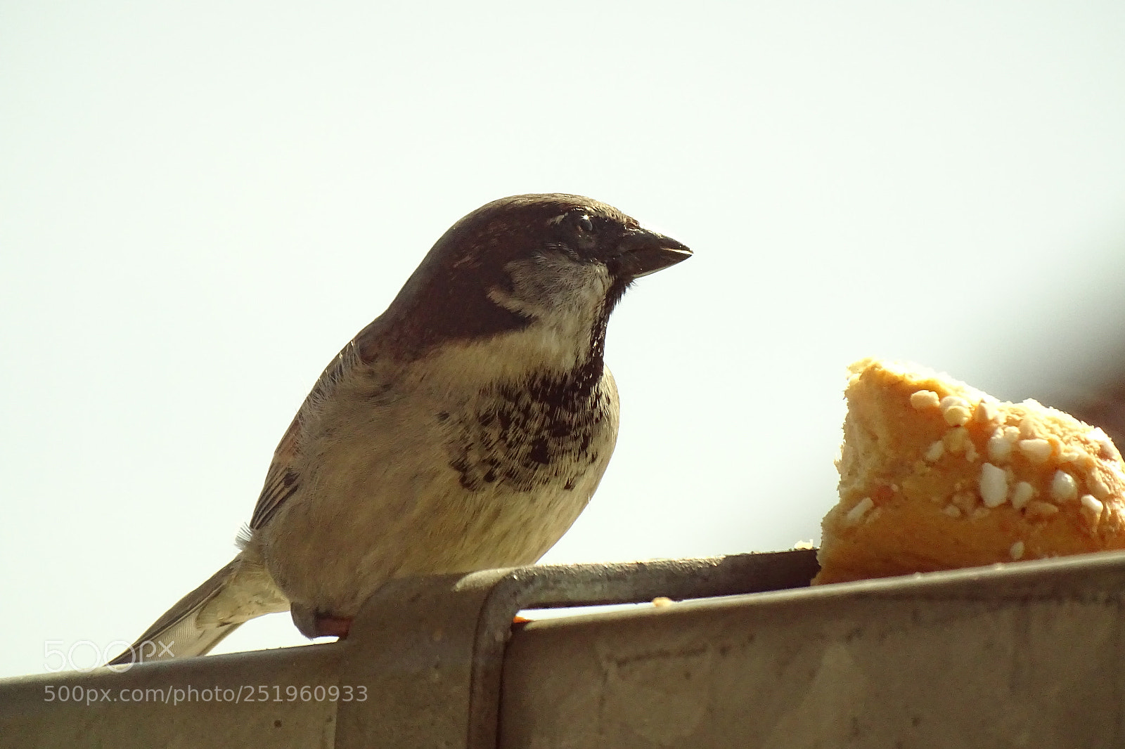 Sony Cyber-shot DSC-HX400V sample photo. Bird photography