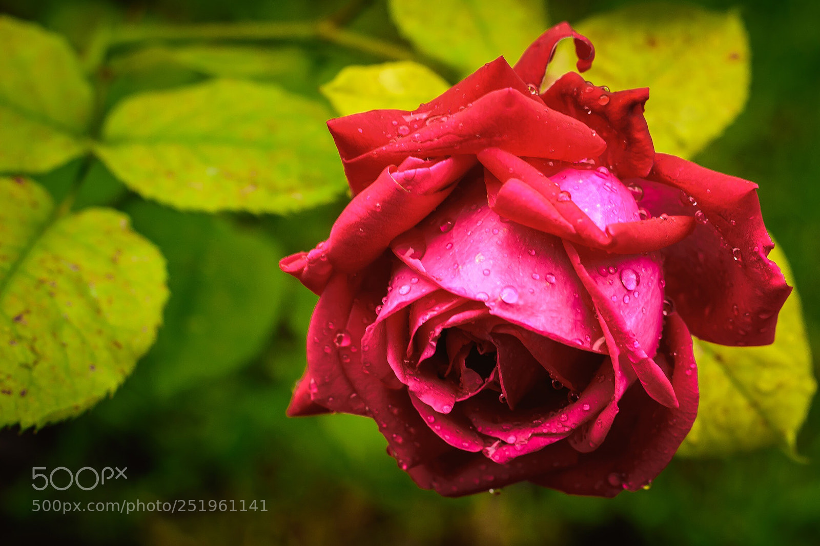 Nikon D7200 sample photo. Roses are red photography