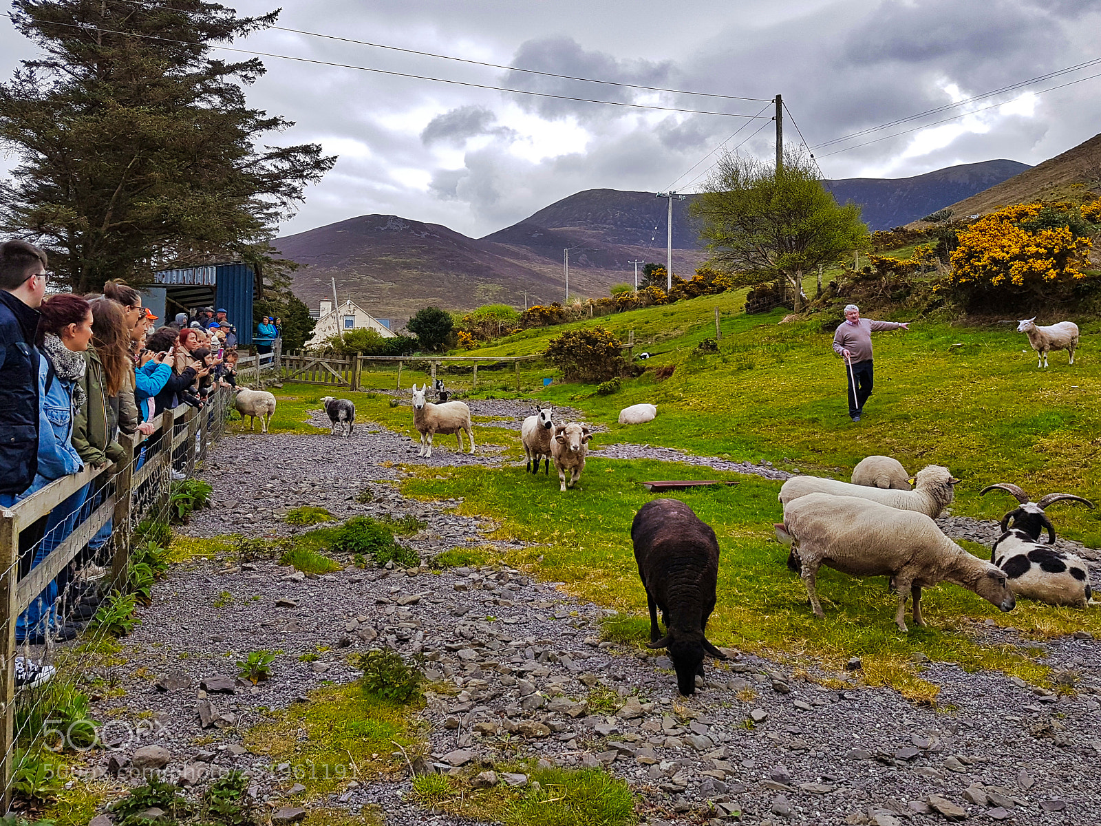 Samsung Galaxy S7 sample photo. Sheep dog show photography