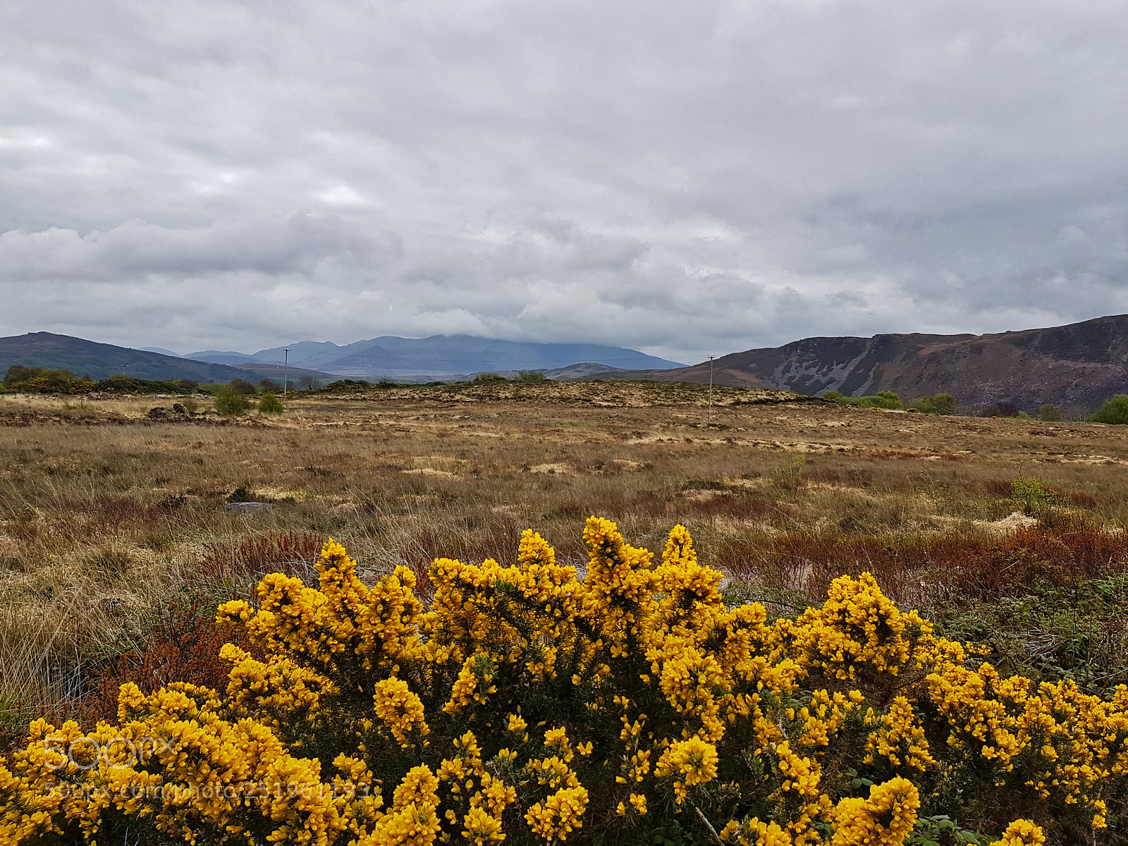 Samsung Galaxy S7 sample photo. Yellow gorse photography