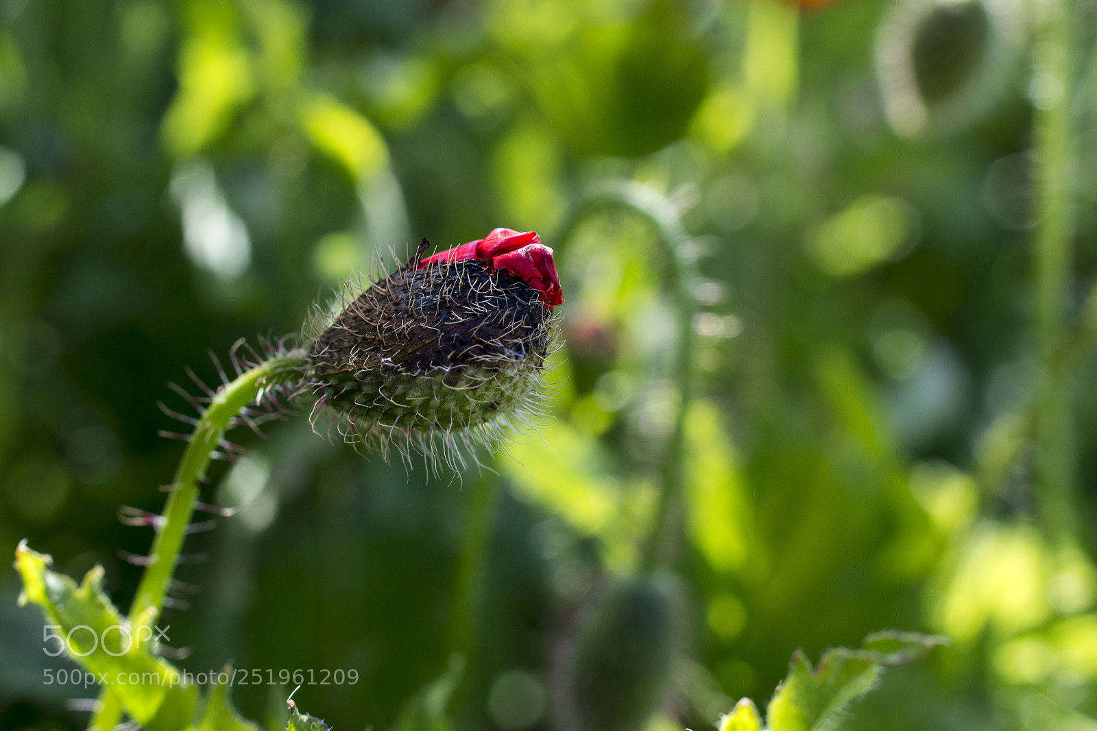 Nikon D3200 sample photo. Rebento photography