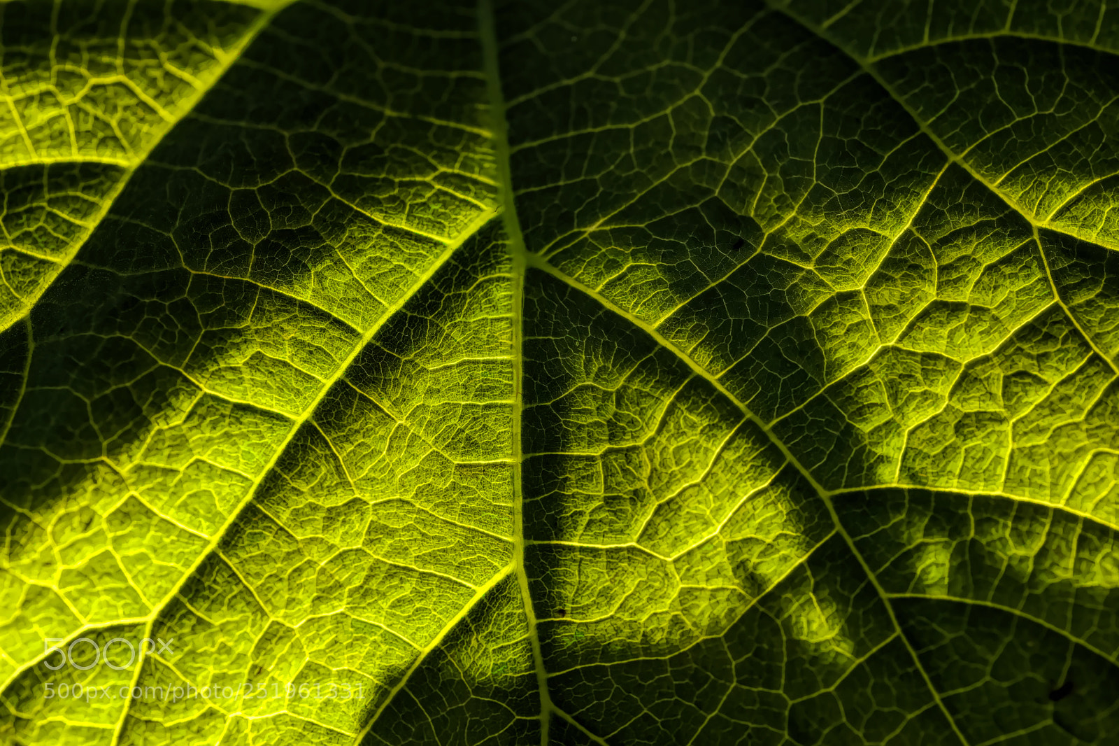 Fujifilm X-E3 sample photo. Leaf veins photography