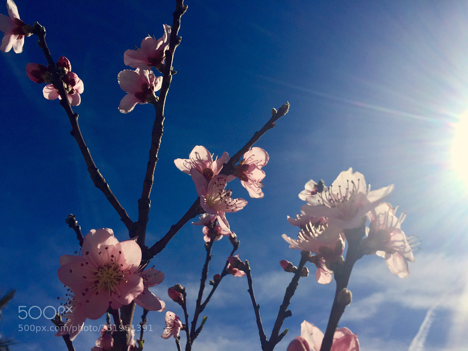 Apple iPhone 6 sample photo. Flowers photography