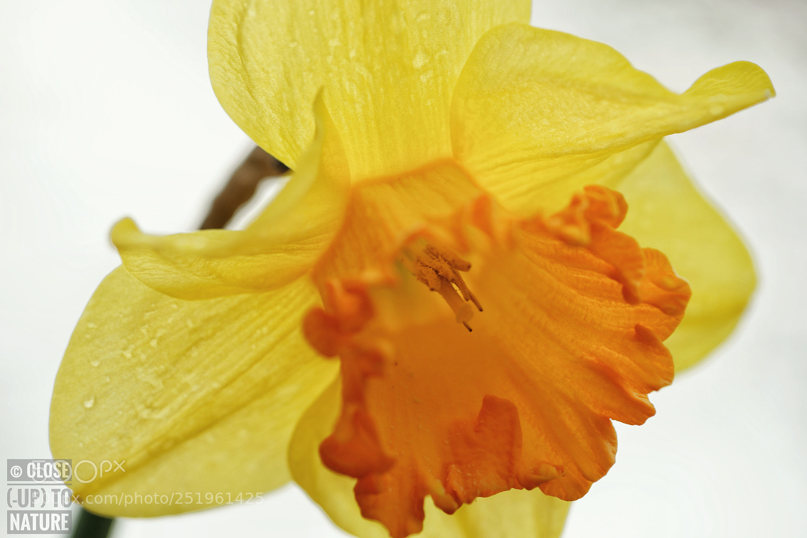 Samsung NX500 sample photo. Narcisse photography
