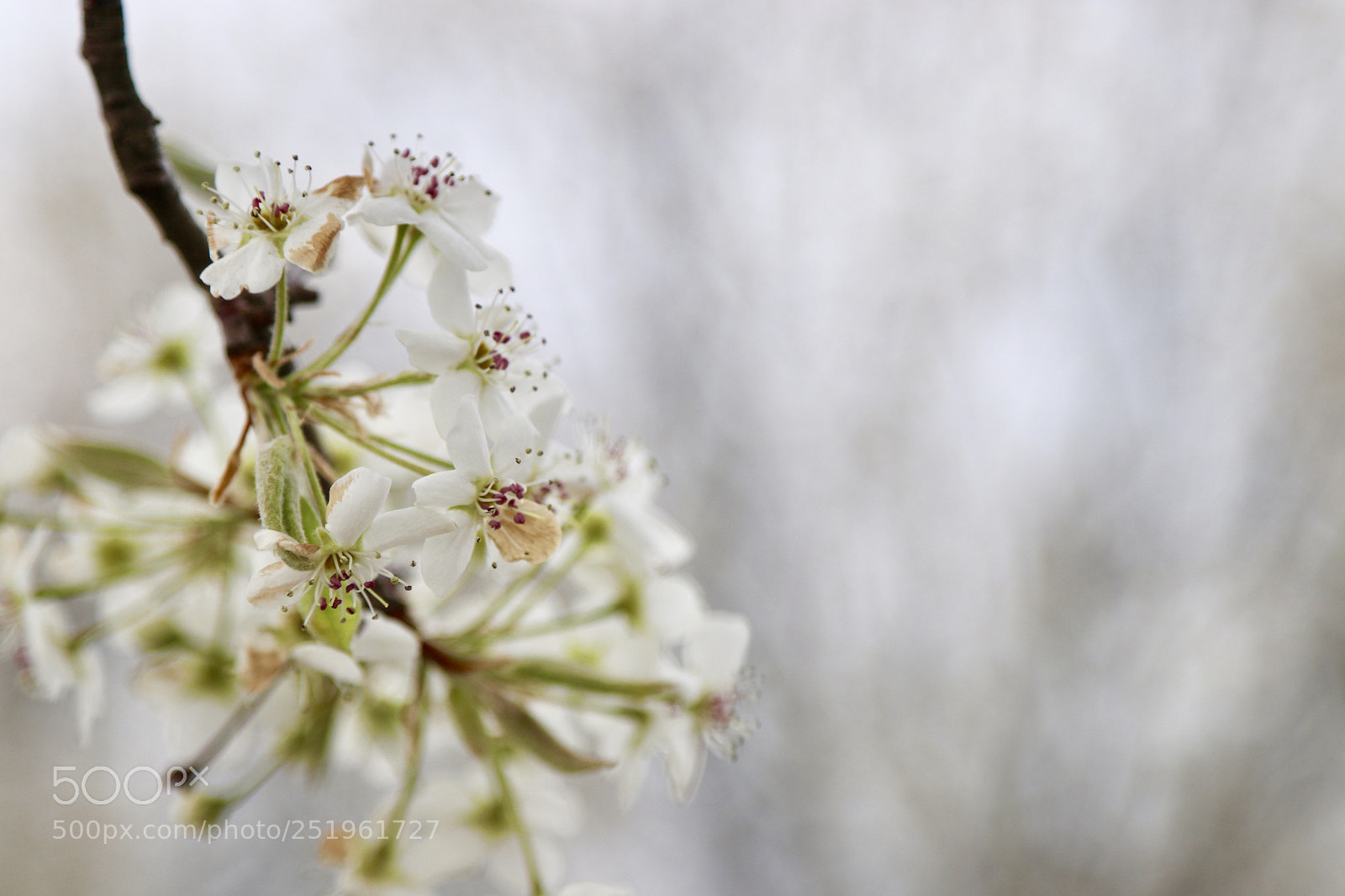 Canon EOS 80D sample photo. Blossom season  photography