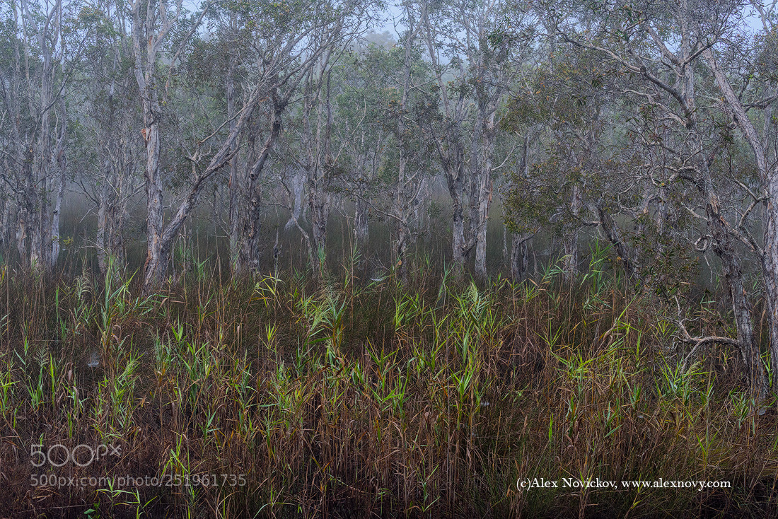 Nikon D810 sample photo. Foggy photography