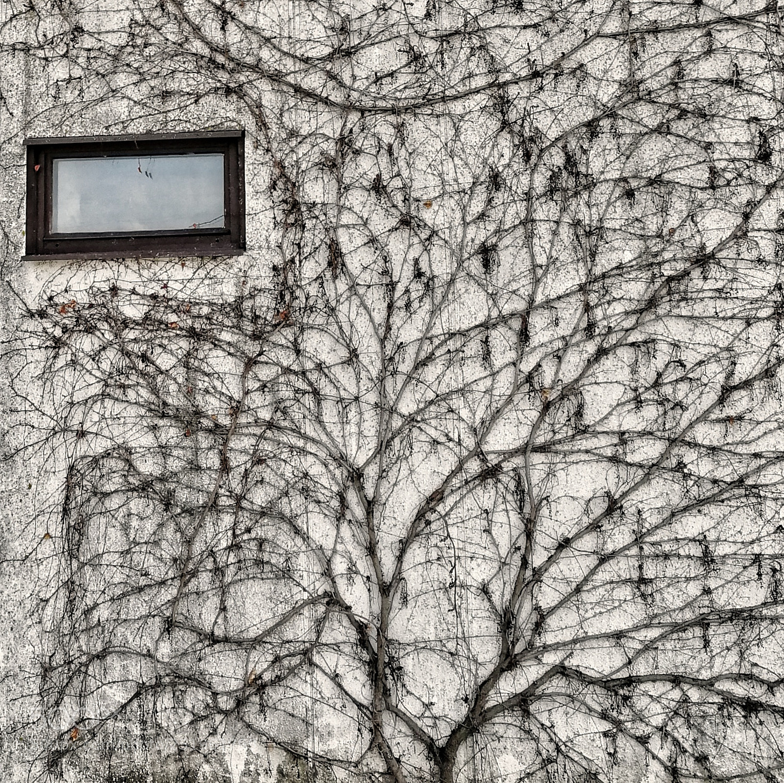 HUAWEI Honor 9 sample photo. House and tree photography