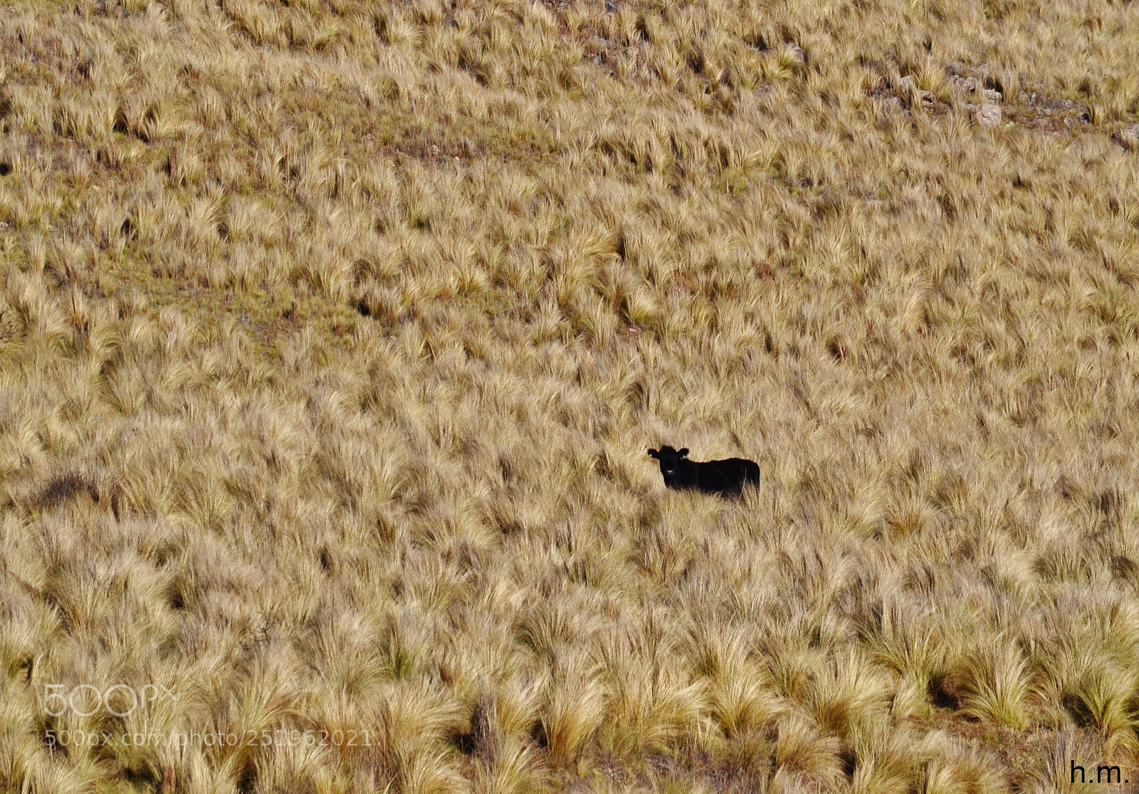 Nikon D3100 sample photo. Cdfco photography