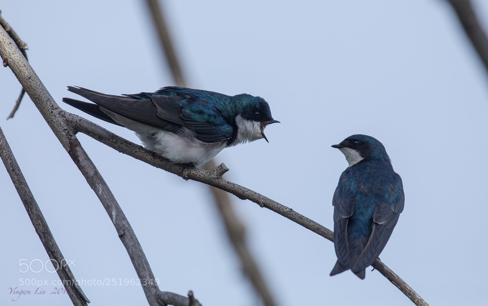 Canon EOS 5D Mark IV sample photo. Tree swallow img 3014-1.jpg photography