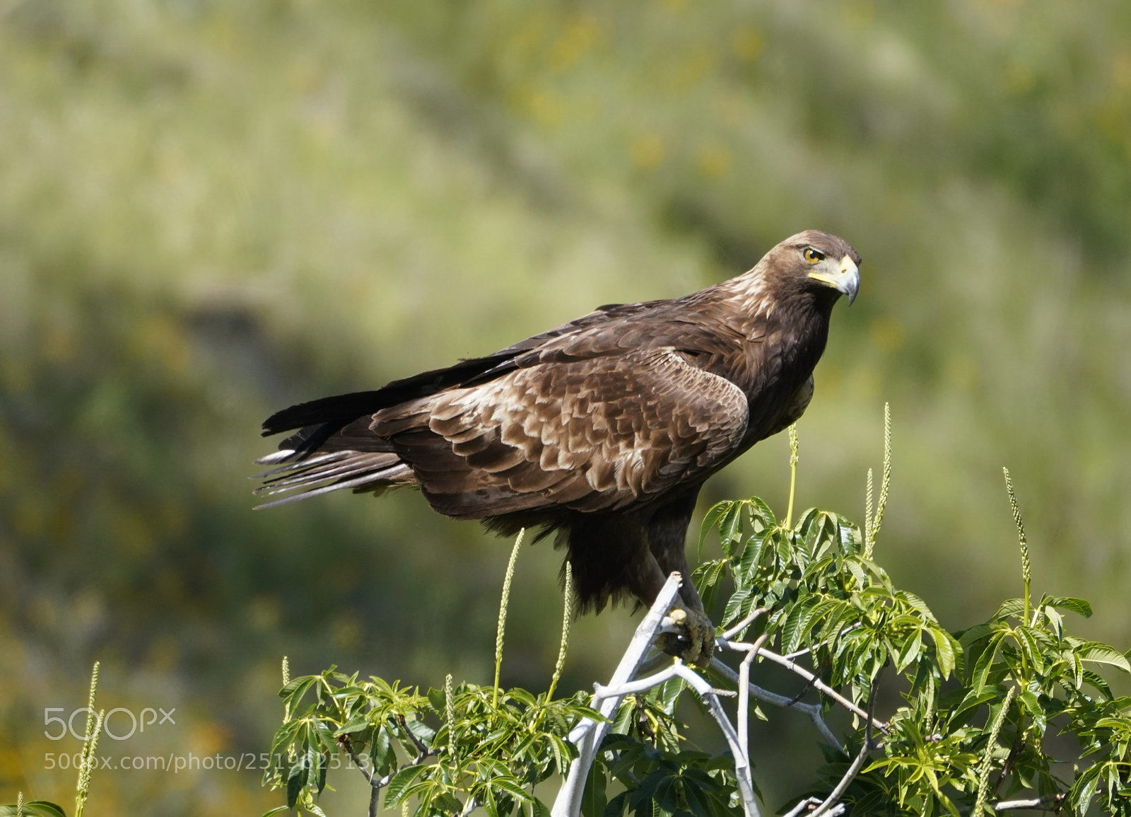 Sony a7R III sample photo. Golden eagle photography