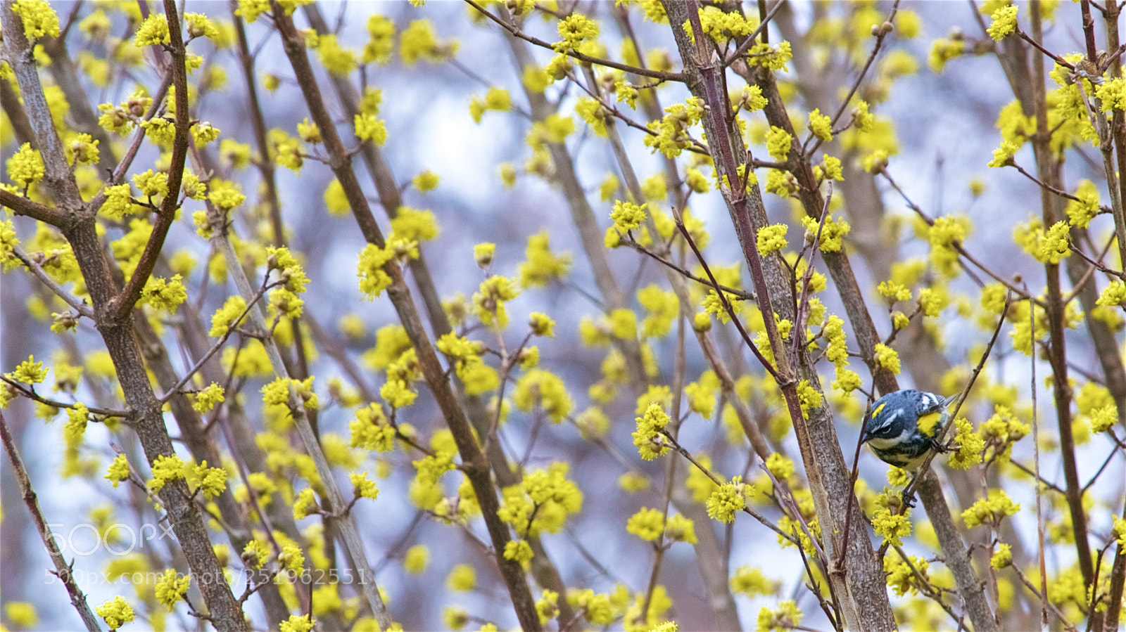 Nikon D3100 sample photo. A yellow spring photography