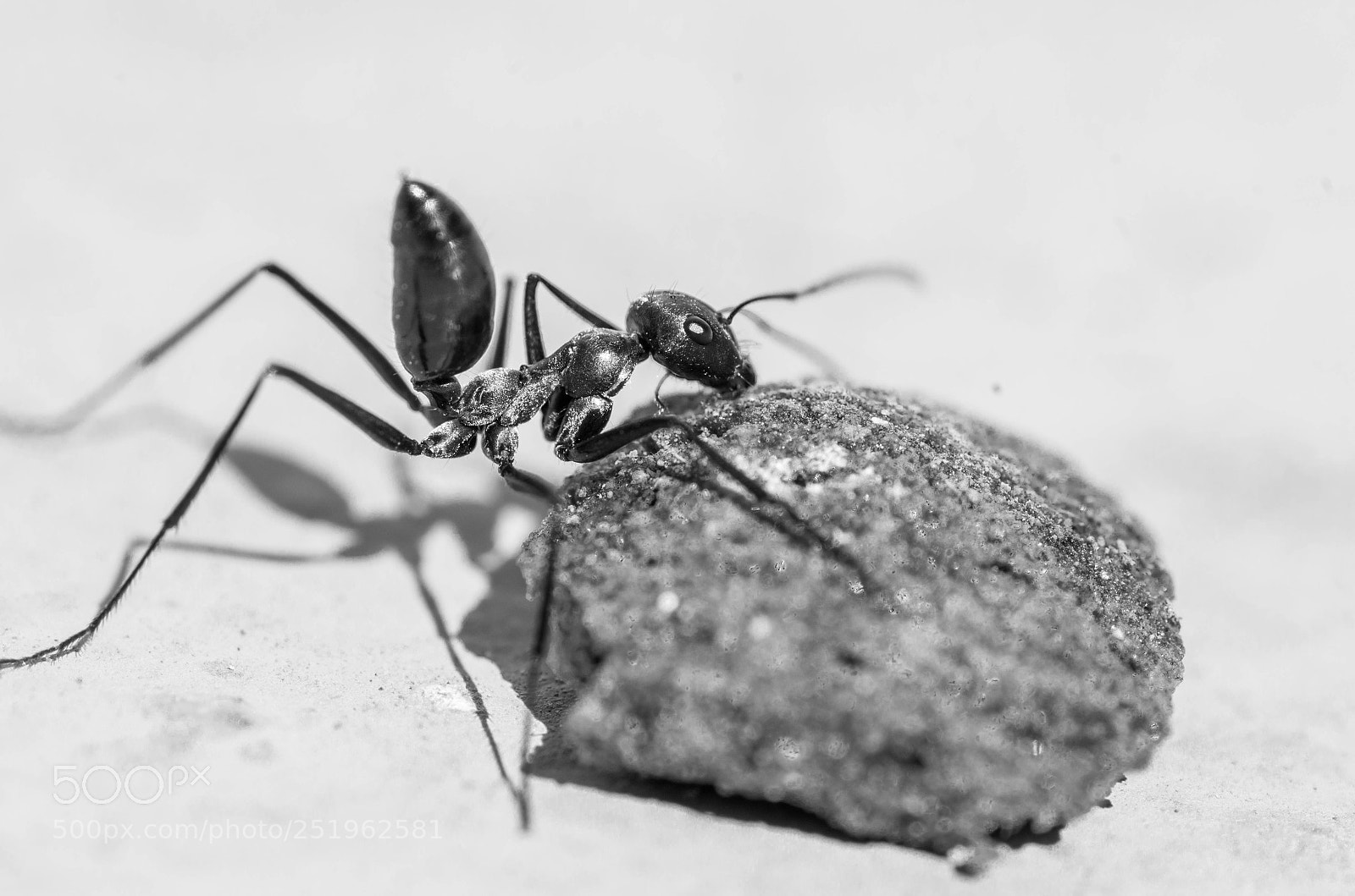 Pentax K-50 sample photo. Ant macro photography