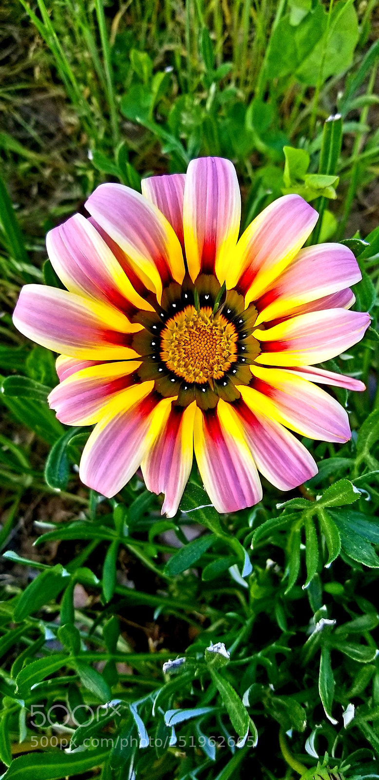 Samsung Galaxy S8+ sample photo. Wild flower 1 photography