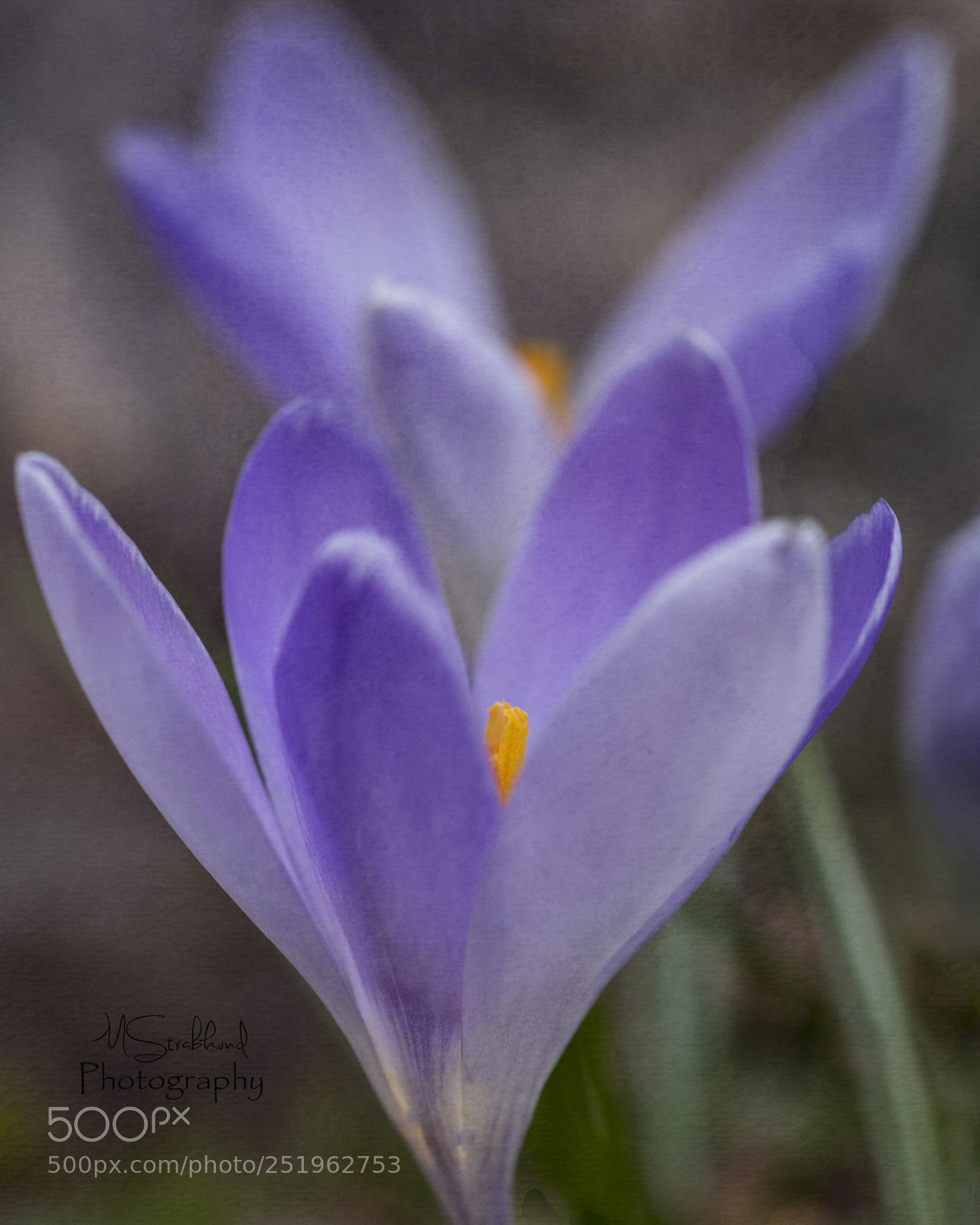 Sony a7R III sample photo. Spring's first bloom photography