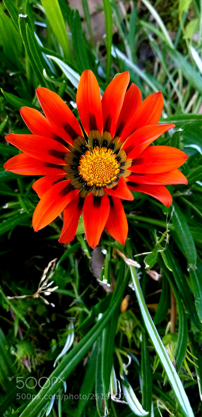 Samsung Galaxy S8+ sample photo. Wild flower 2 photography