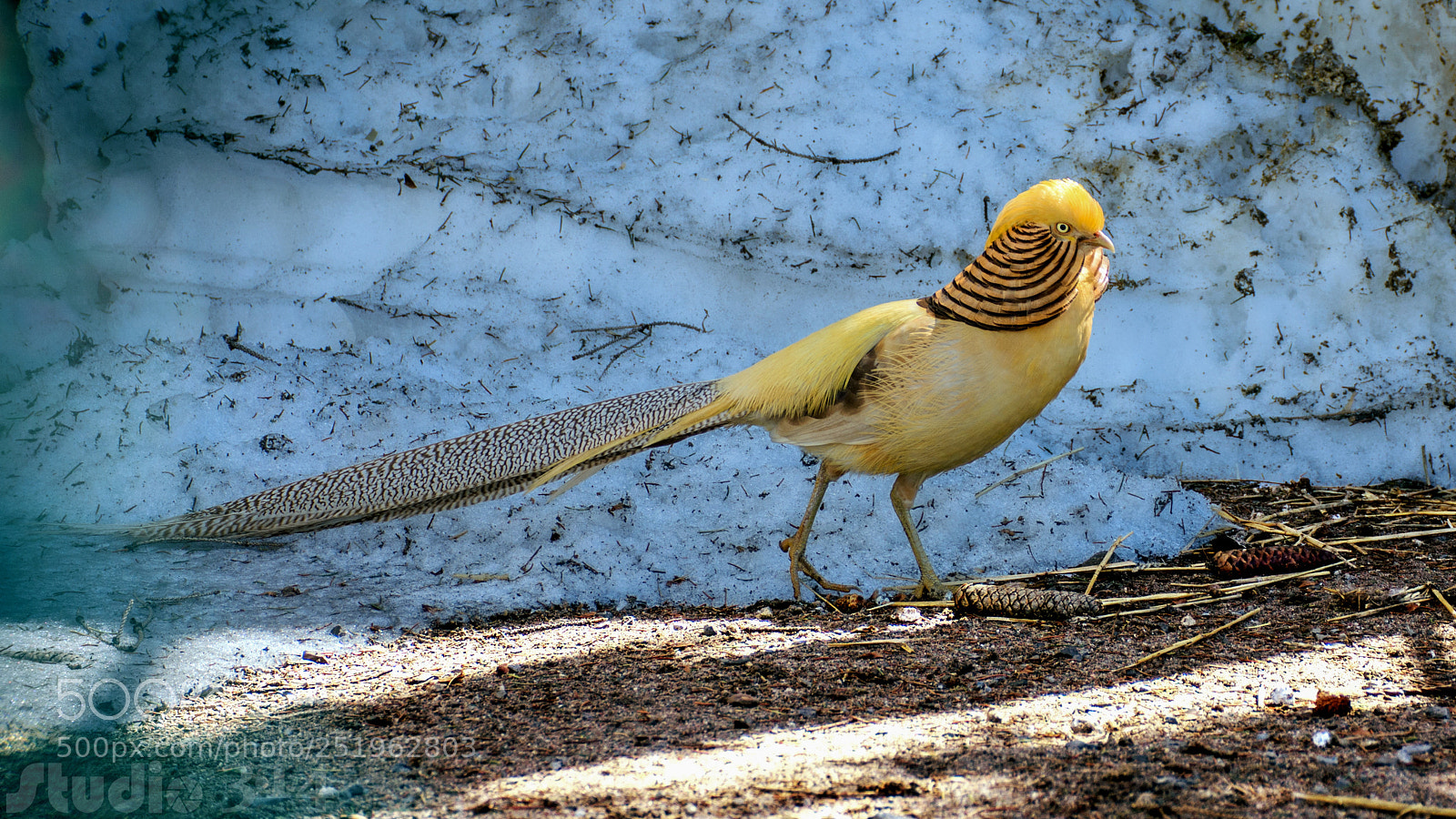 Nikon D7200 sample photo. Yellow golden pheasant photography
