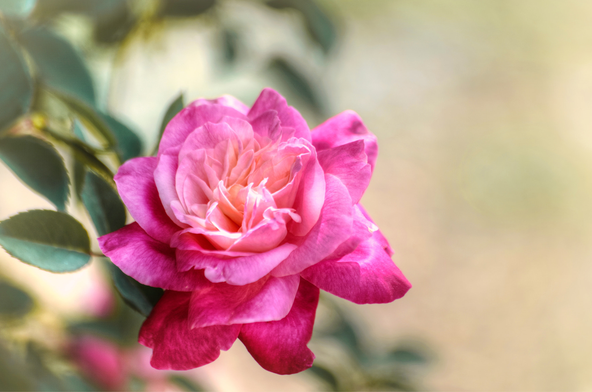 Nikon D750 sample photo. A rose photography