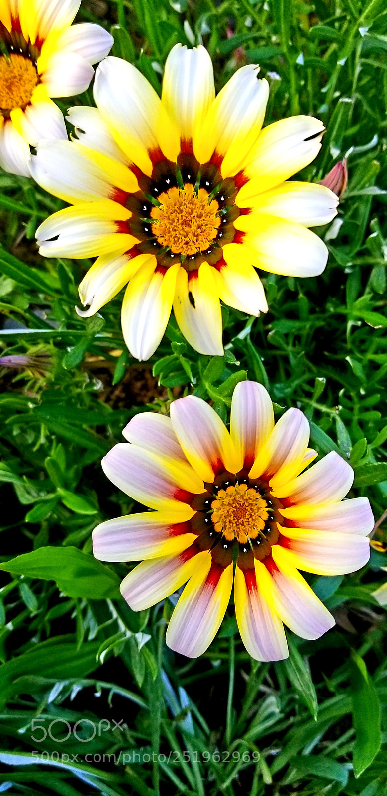 Samsung Galaxy S8+ sample photo. Wild flowers 3 photography