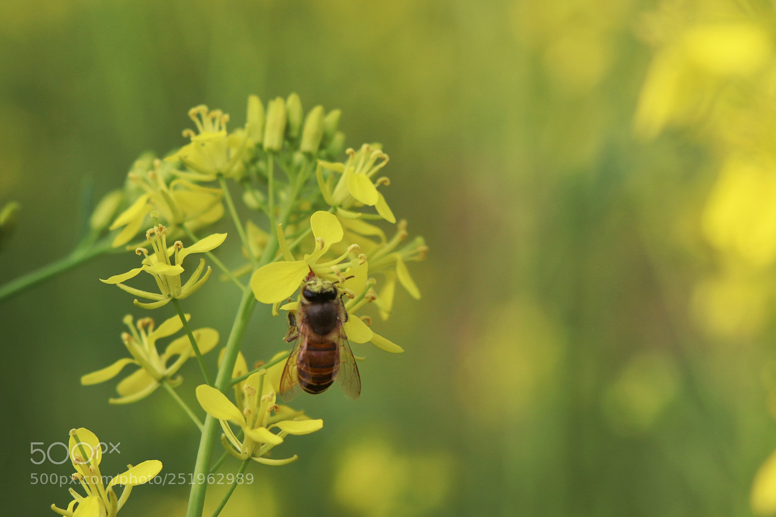 Canon EOS 77D (EOS 9000D / EOS 770D) sample photo. Spring photography