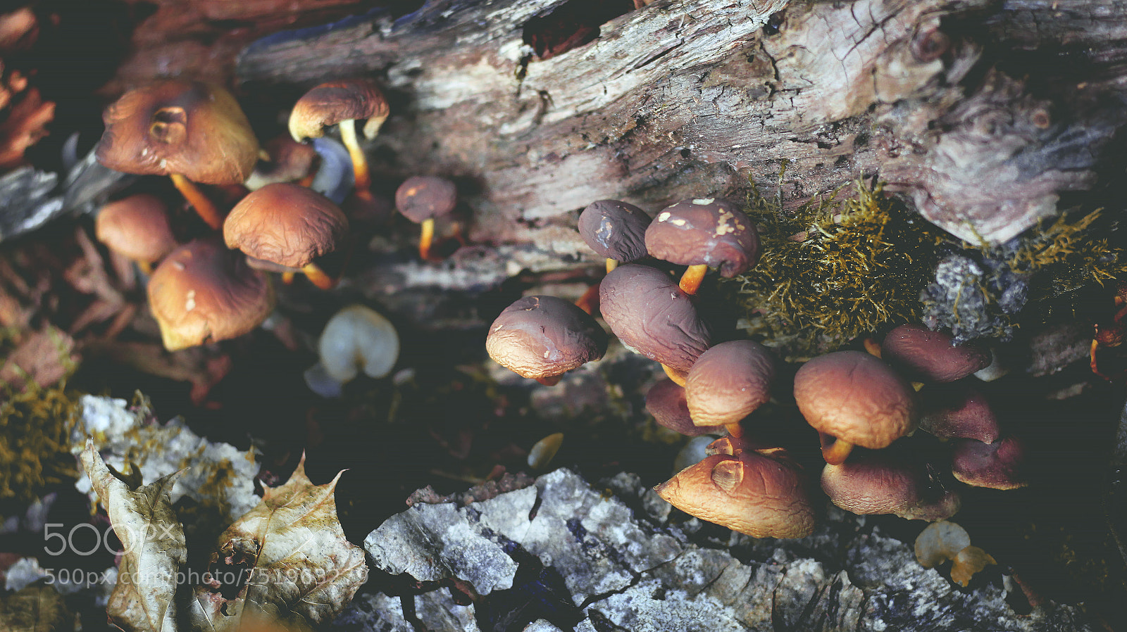 Canon EOS M sample photo. Sigulda photography