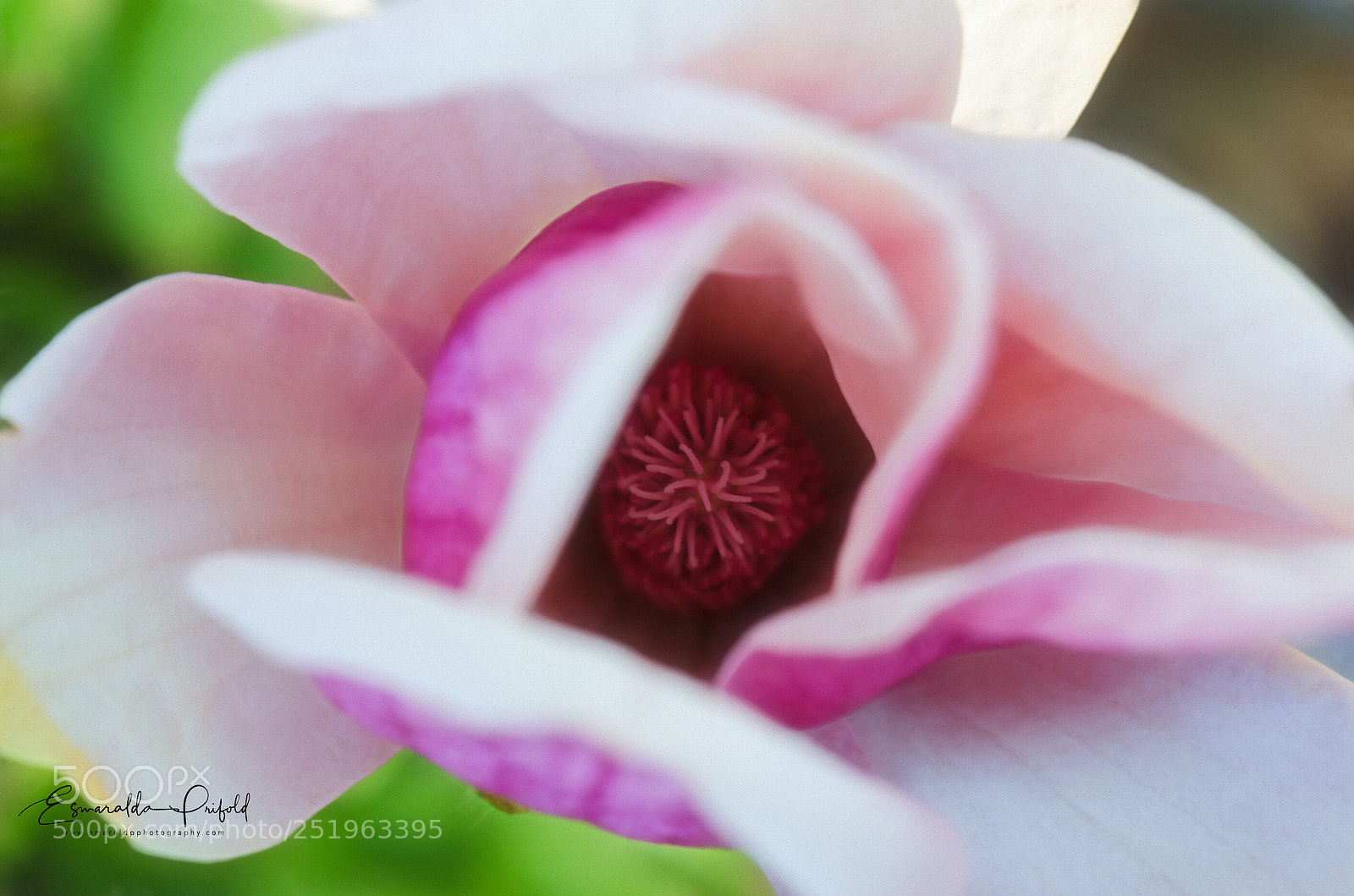 Nikon D7000 sample photo. Close up of magnolia photography