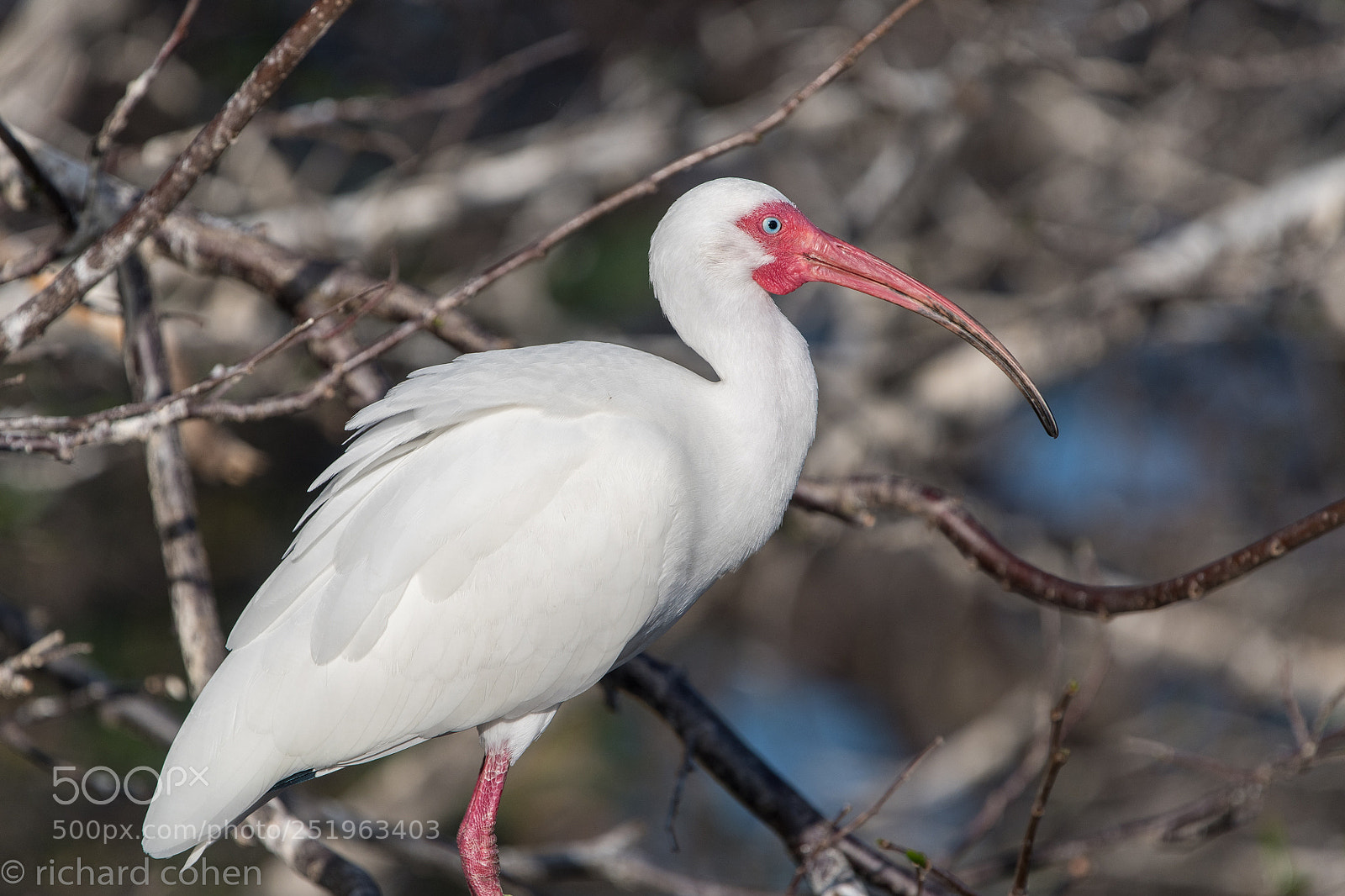 Nikon D500 sample photo. White ibis photography