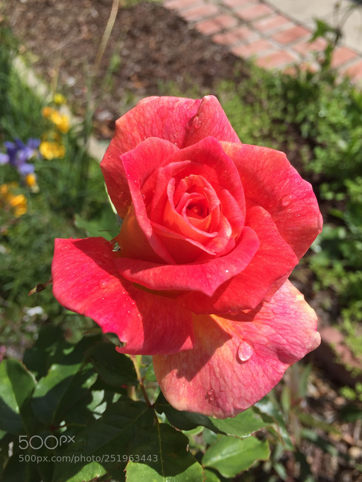 Apple iPhone 6 sample photo. Drop photography