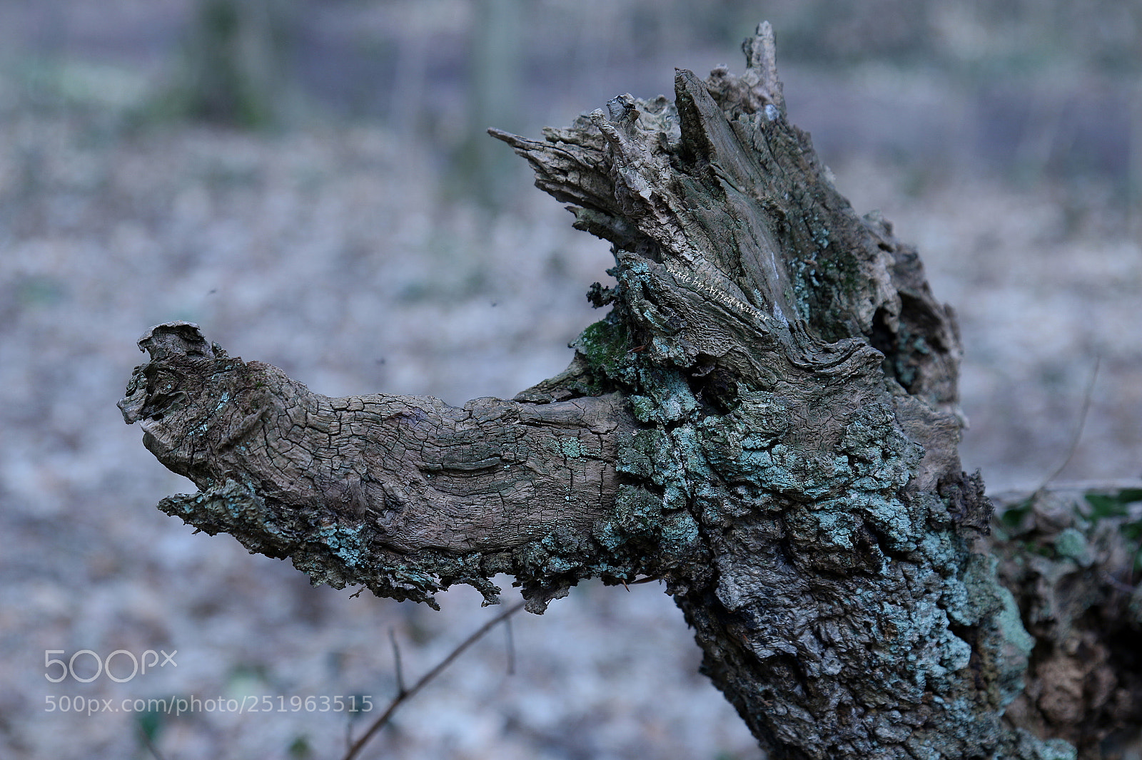 Canon EOS 70D sample photo. Shooting with wolves photography