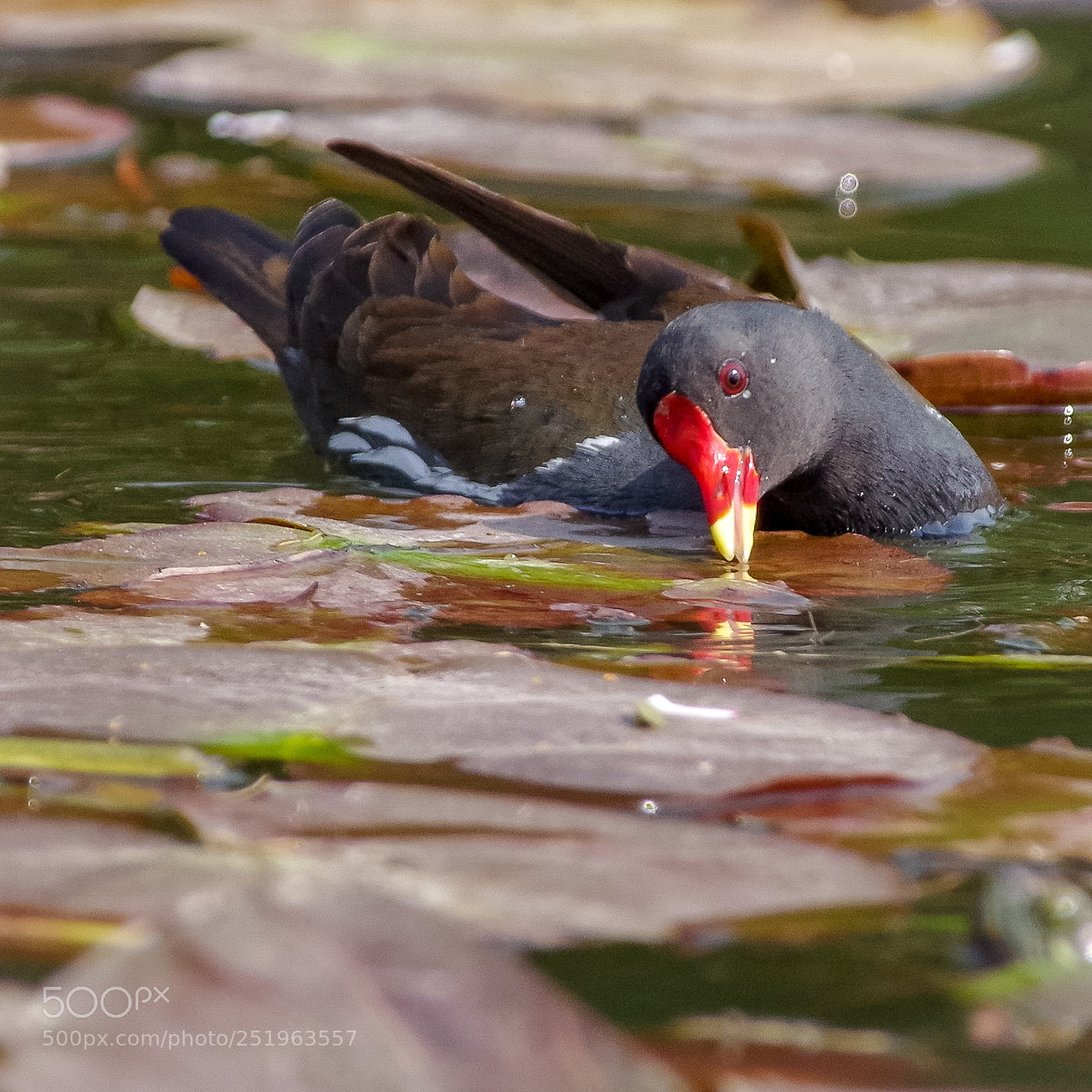 Pentax K-S2 sample photo. Moorhen photography