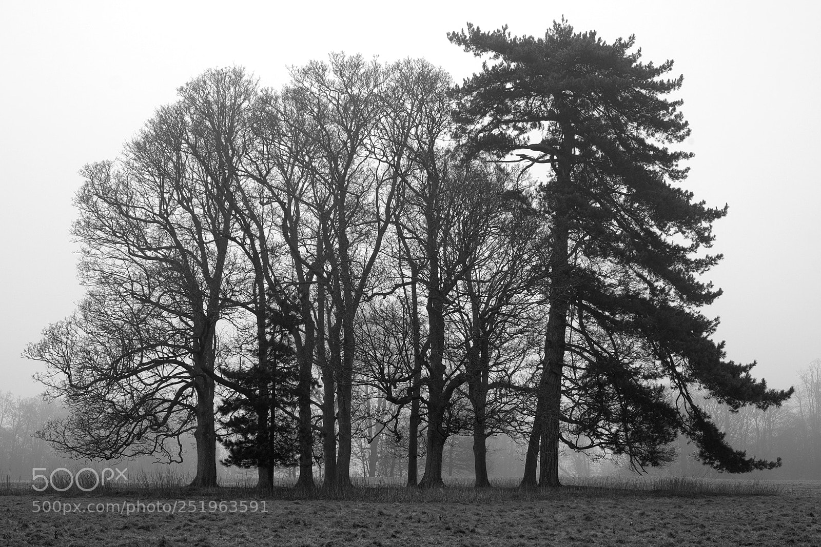 Fujifilm X-Pro1 sample photo. Misty morning photography