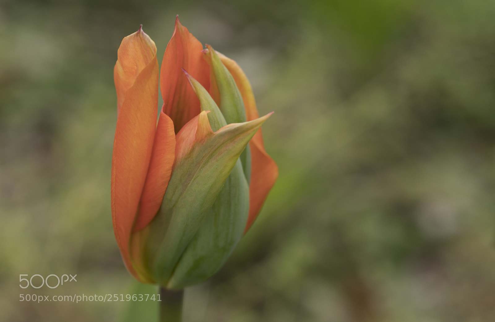 Sony a7R III sample photo. Tulip photography