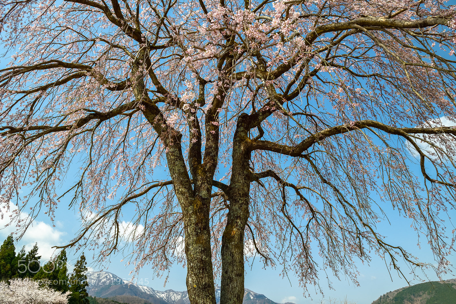 Nikon D850 sample photo. Weeping cherry on the photography