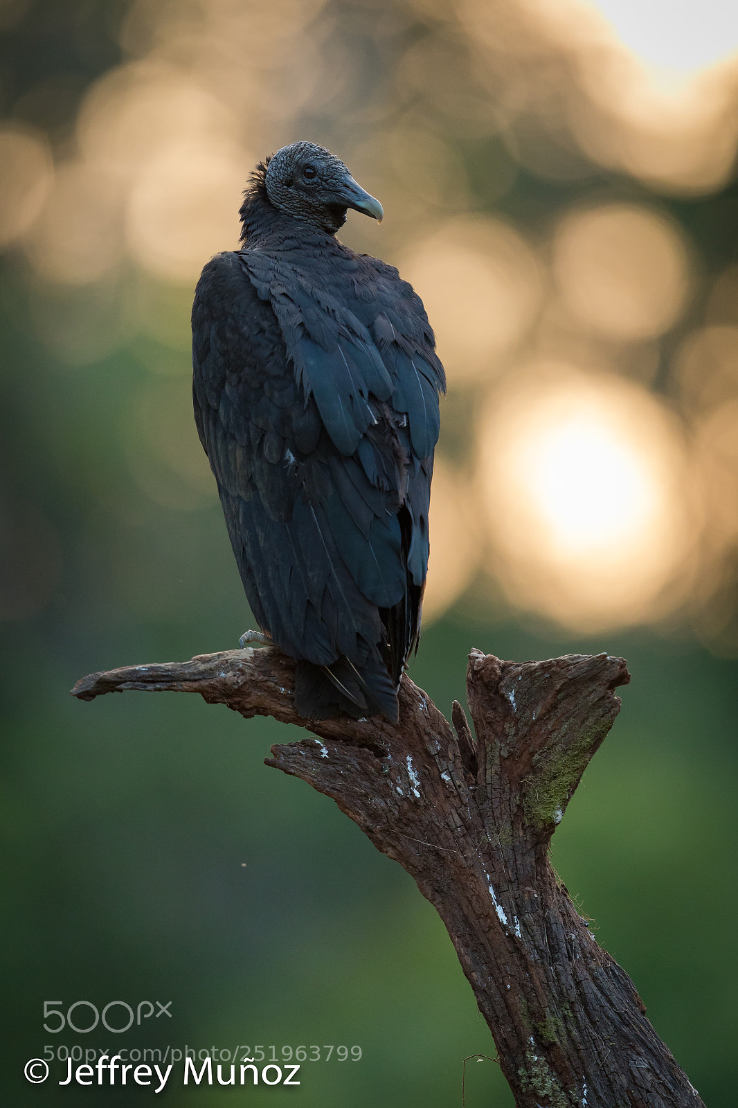 Canon EOS 5D Mark IV sample photo. Black vulture photography