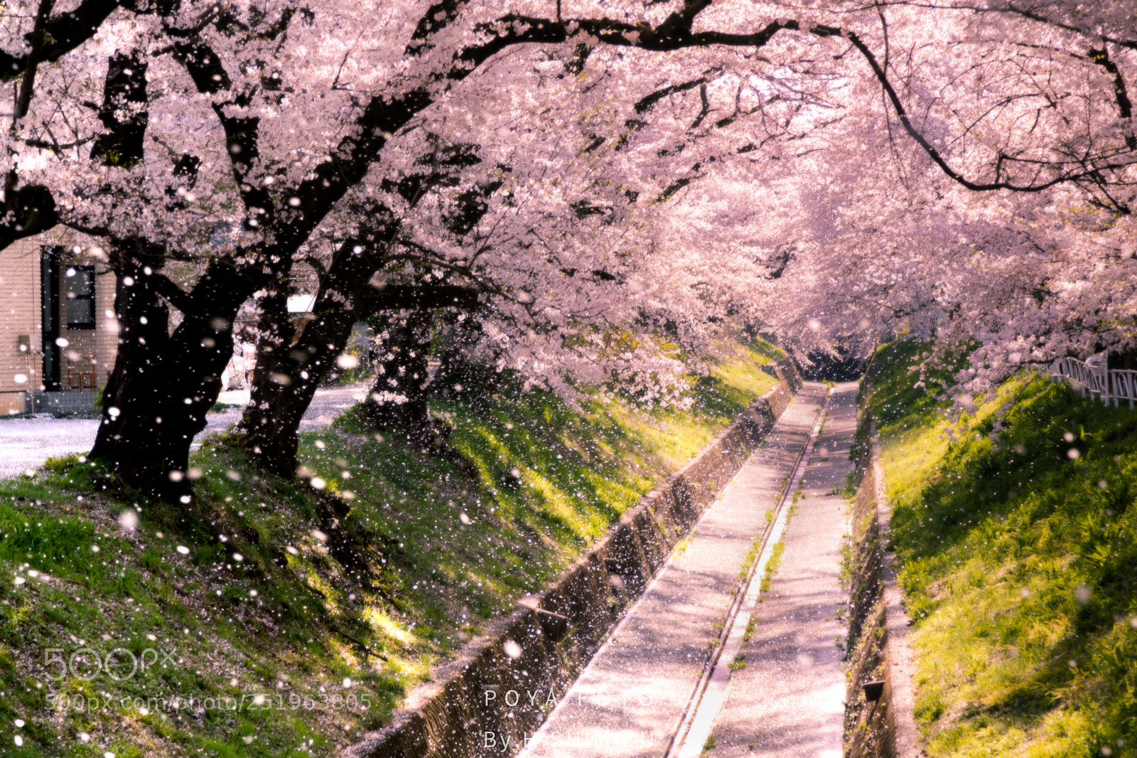 Canon EOS 5D Mark IV sample photo. Cherry blossom photography