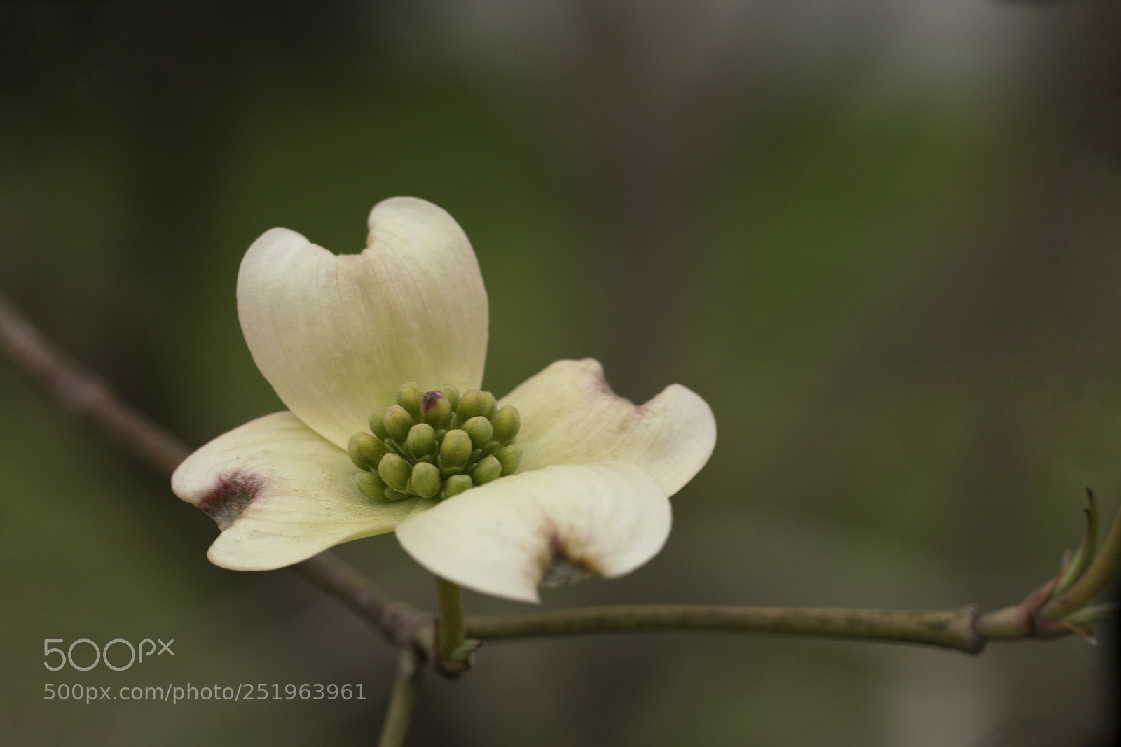 Sony a7R III sample photo. Dogwood blossom photography