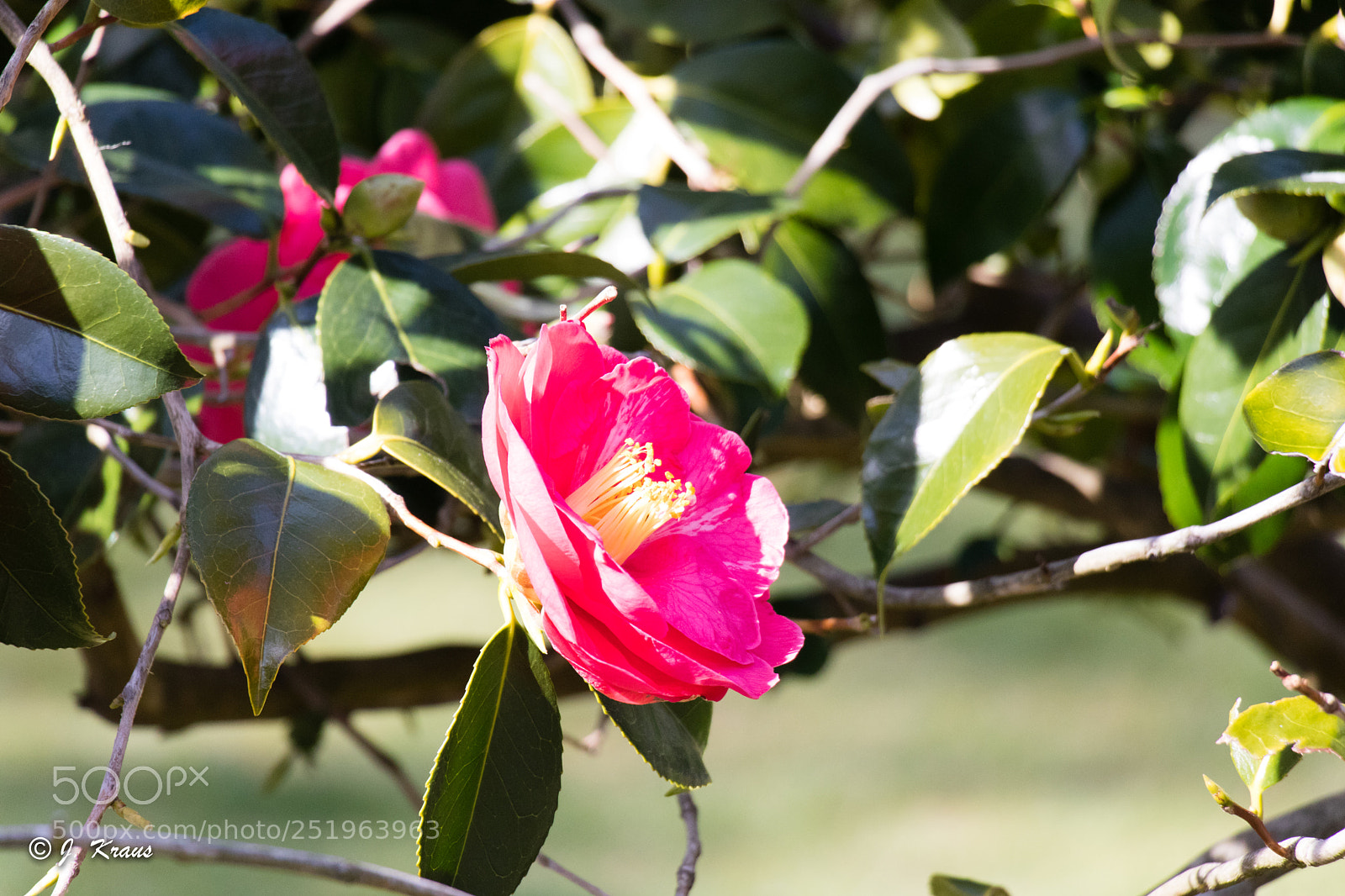 Canon EOS 80D sample photo. Spring awakening photography