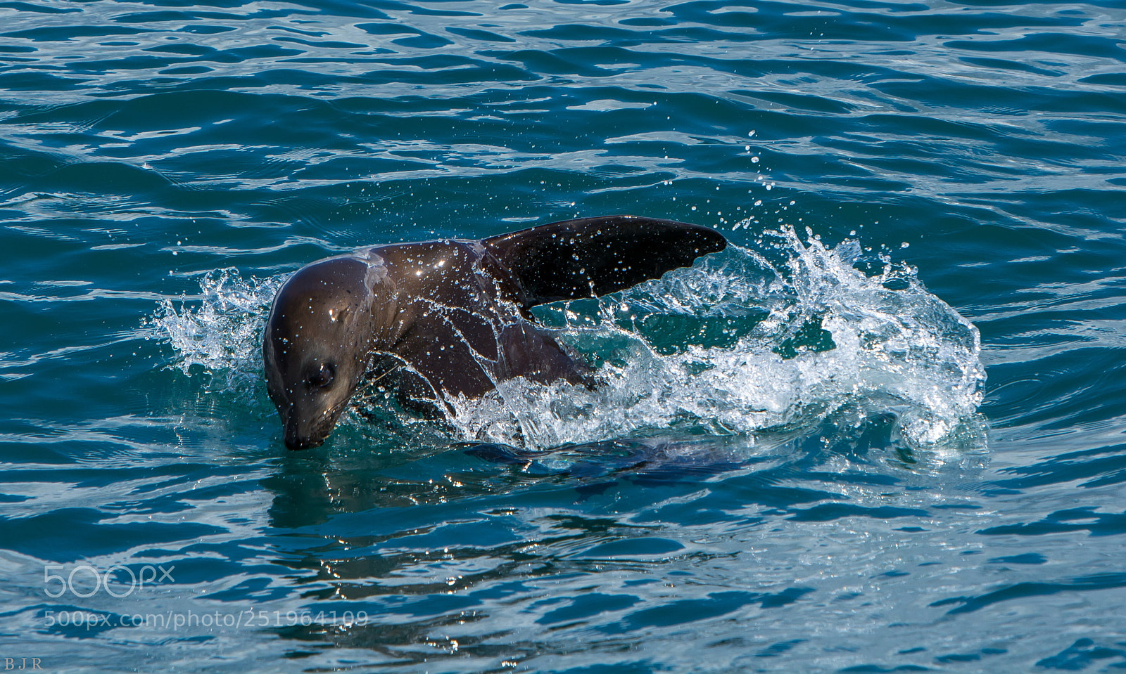 Nikon D7100 sample photo. Sea lion photography