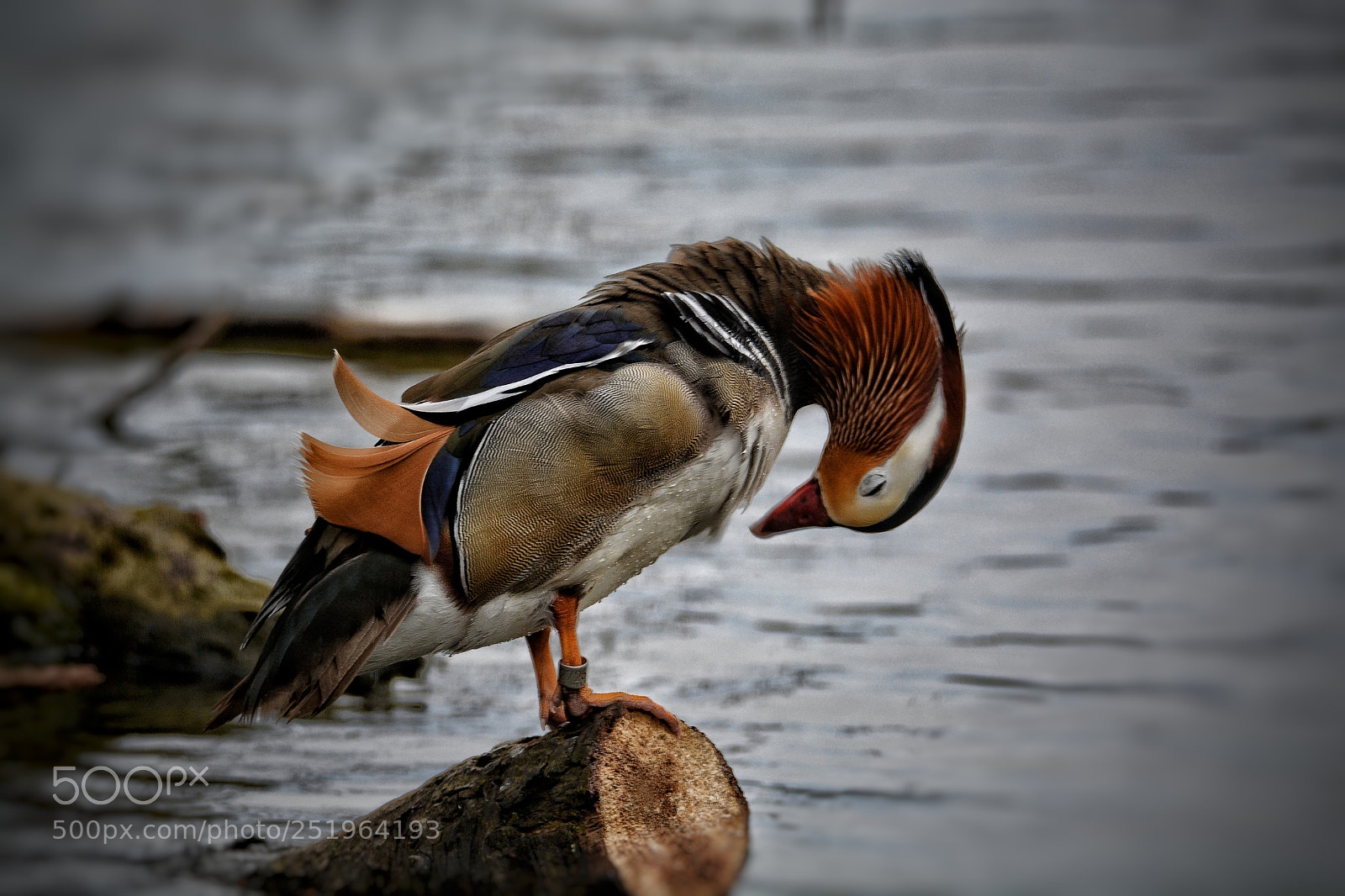 Nikon D7100 sample photo. Untitled photography